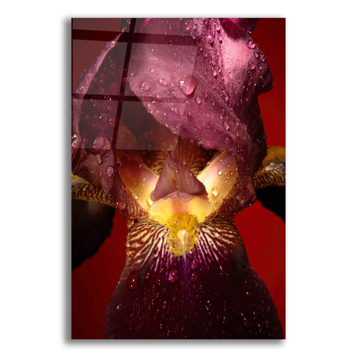 Epic Art 'Red Flower' by Incado, Acrylic Glass Wall Art