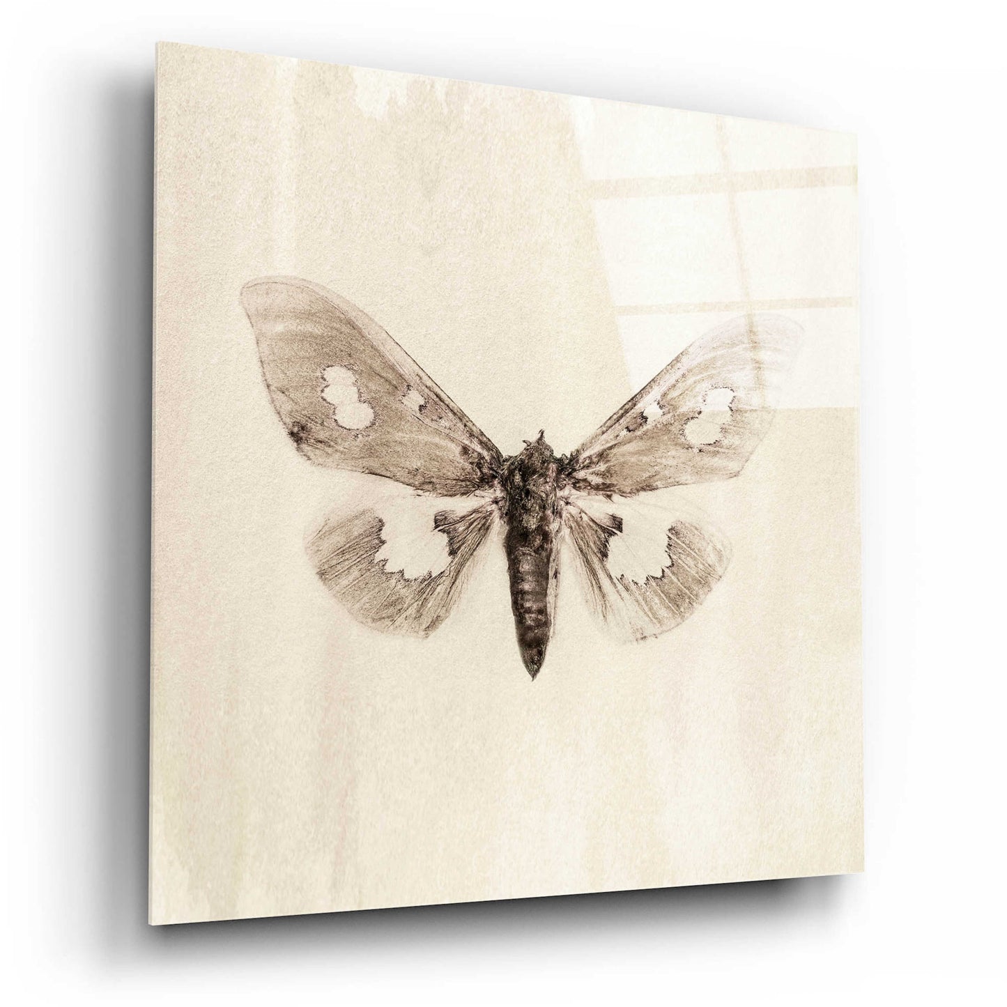 Epic Art 'Sepia Moth' by Incado, Acrylic Glass Wall Art,12x12