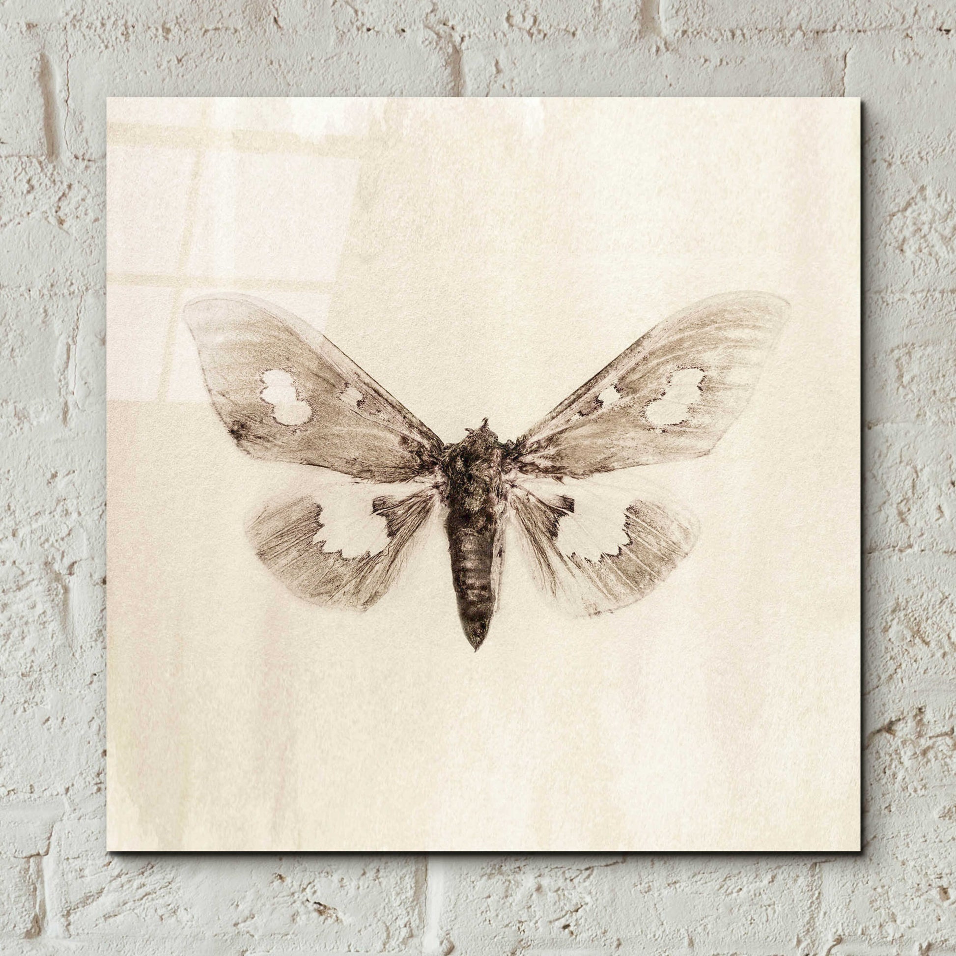 Epic Art 'Sepia Moth' by Incado, Acrylic Glass Wall Art,12x12