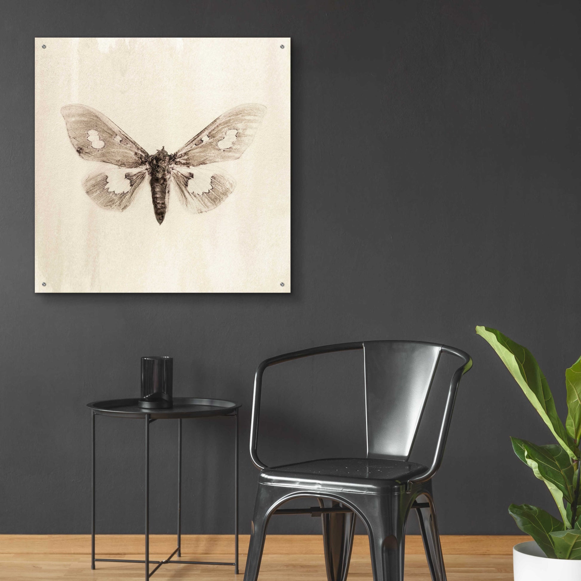 Epic Art 'Sepia Moth' by Incado, Acrylic Glass Wall Art,36x36