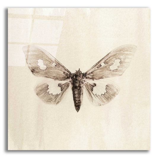 Epic Art 'Sepia Moth' by Incado, Acrylic Glass Wall Art