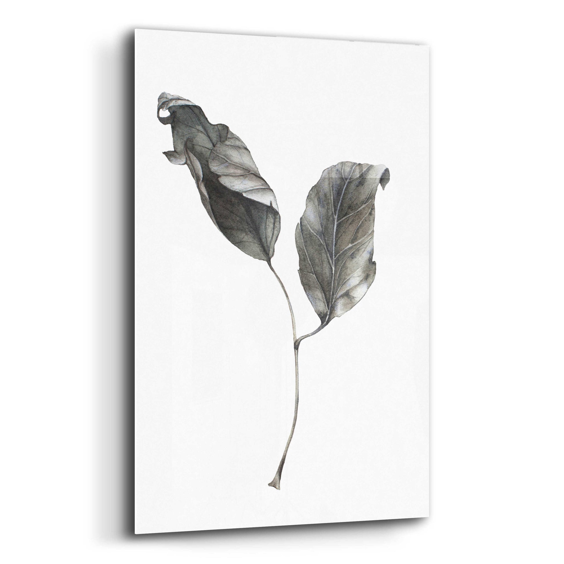 Epic Art 'Silver Leaf' by Incado, Acrylic Glass Wall Art,12x16