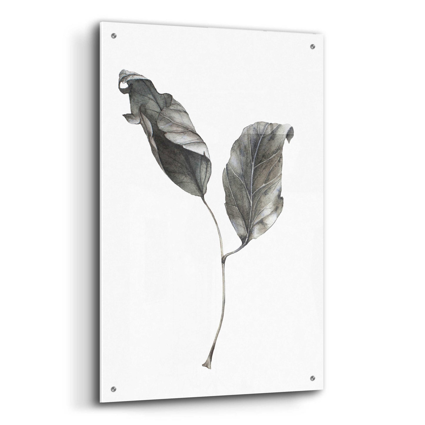 Epic Art 'Silver Leaf' by Incado, Acrylic Glass Wall Art,24x36