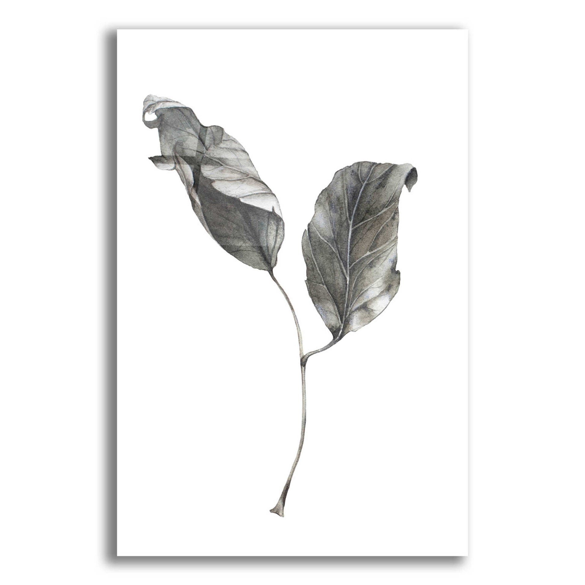 Epic Art 'Silver Leaf' by Incado, Acrylic Glass Wall Art