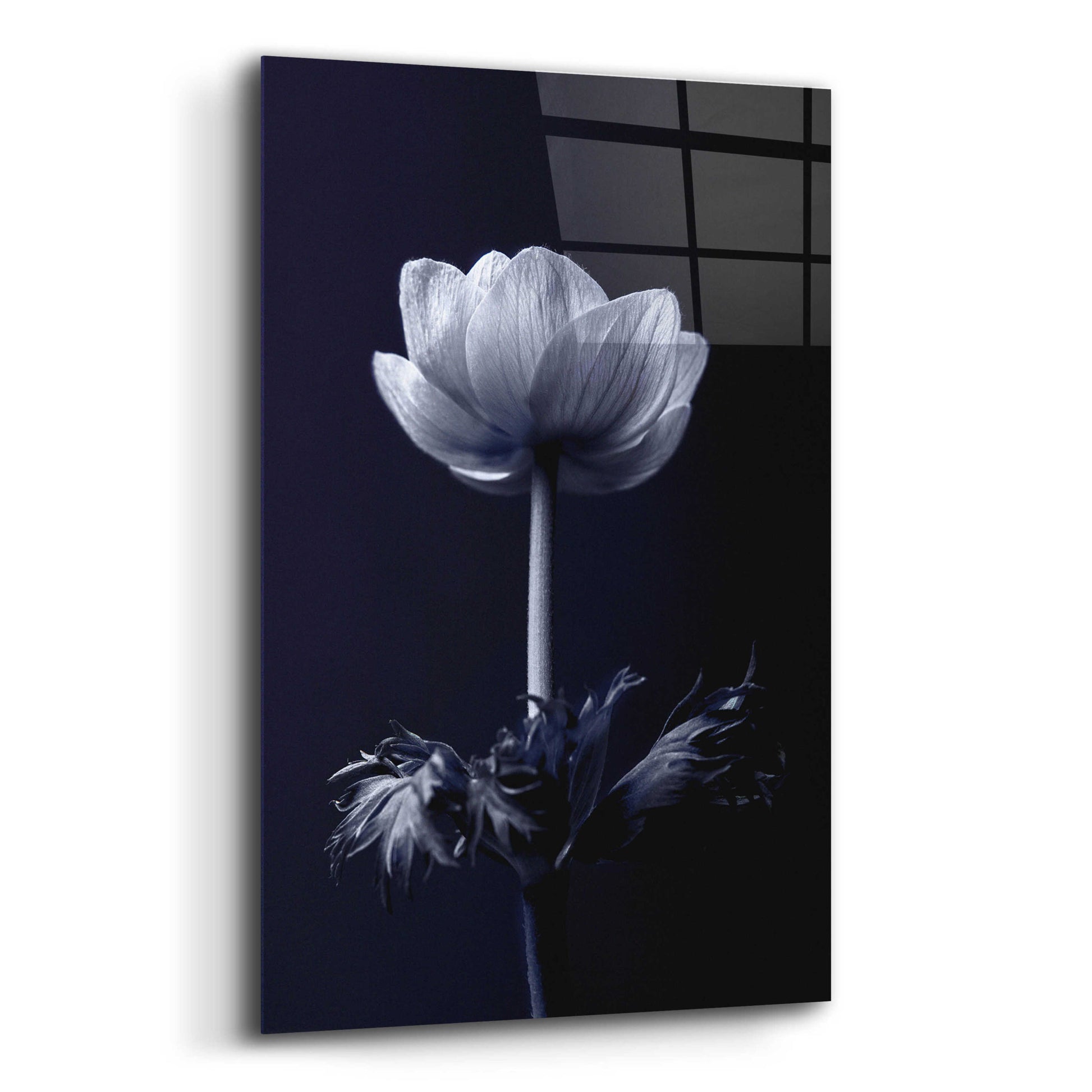 Epic Art 'Single Flower' by Incado, Acrylic Glass Wall Art,12x16