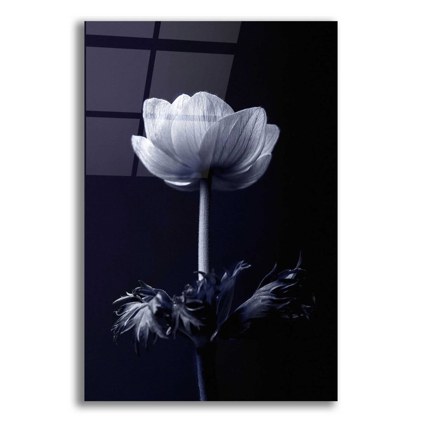 Epic Art 'Single Flower' by Incado, Acrylic Glass Wall Art