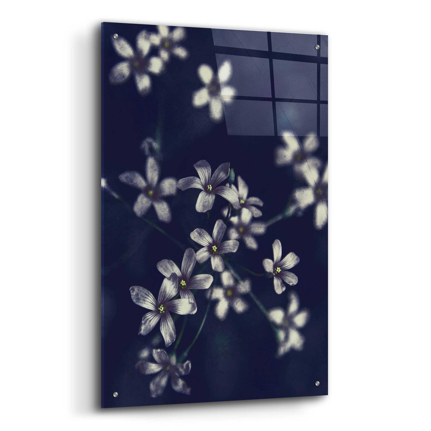 Epic Art 'Small Flowers' by Incado, Acrylic Glass Wall Art,24x36