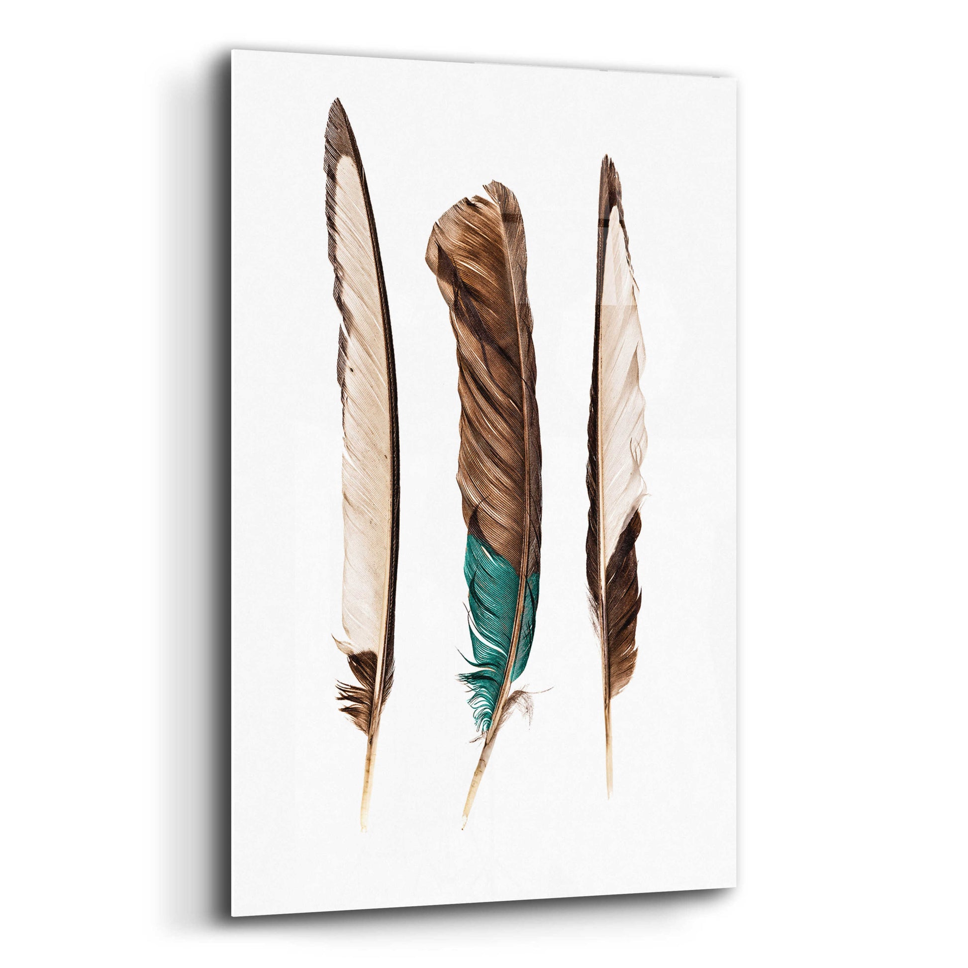 Epic Art 'Three Feathers' by Incado, Acrylic Glass Wall Art,12x16