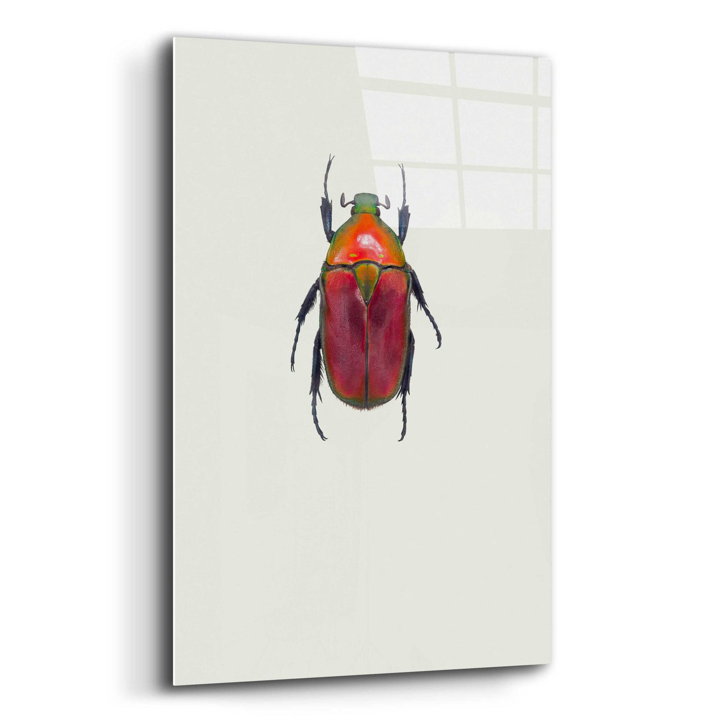 Epic Art 'Torynorrhina Flammea' by Incado, Acrylic Glass Wall Art,12x16