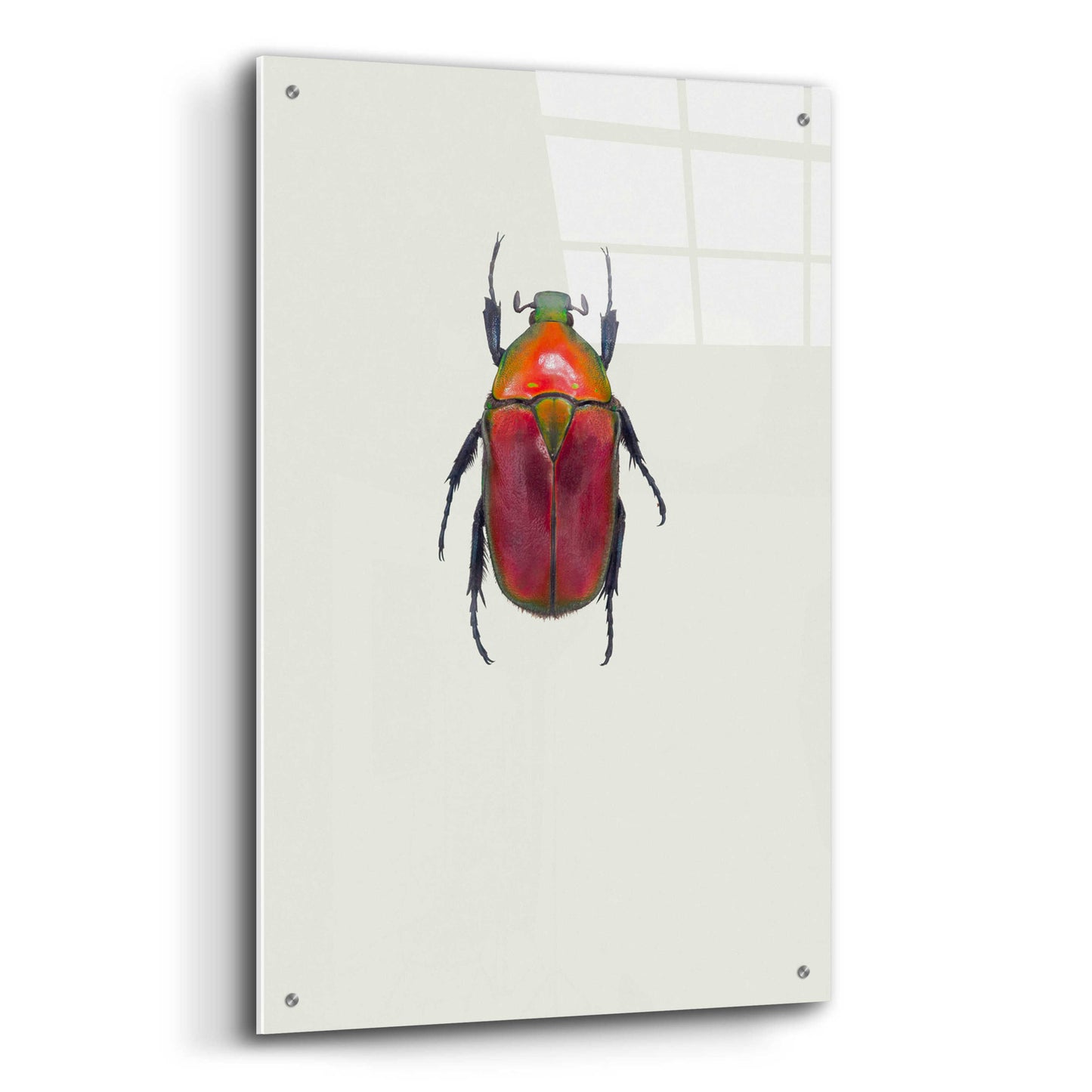 Epic Art 'Torynorrhina Flammea' by Incado, Acrylic Glass Wall Art,24x36