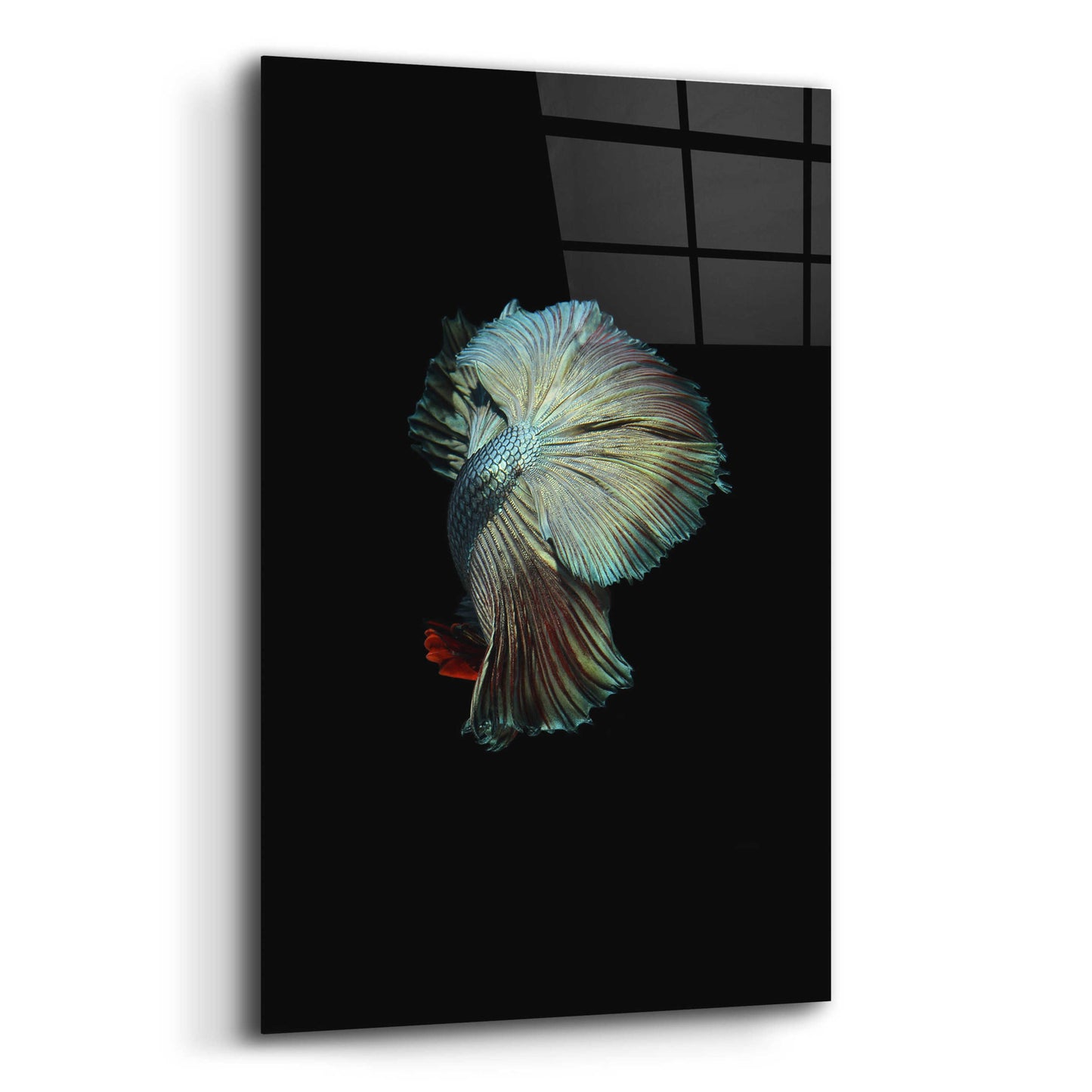 Epic Art 'Turquoise and Red Betta' by Incado, Acrylic Glass Wall Art,12x16