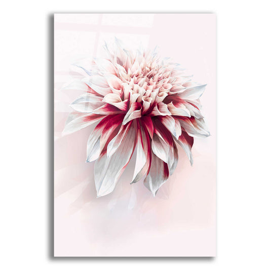 Epic Art 'Water Dahlia' by Incado, Acrylic Glass Wall Art