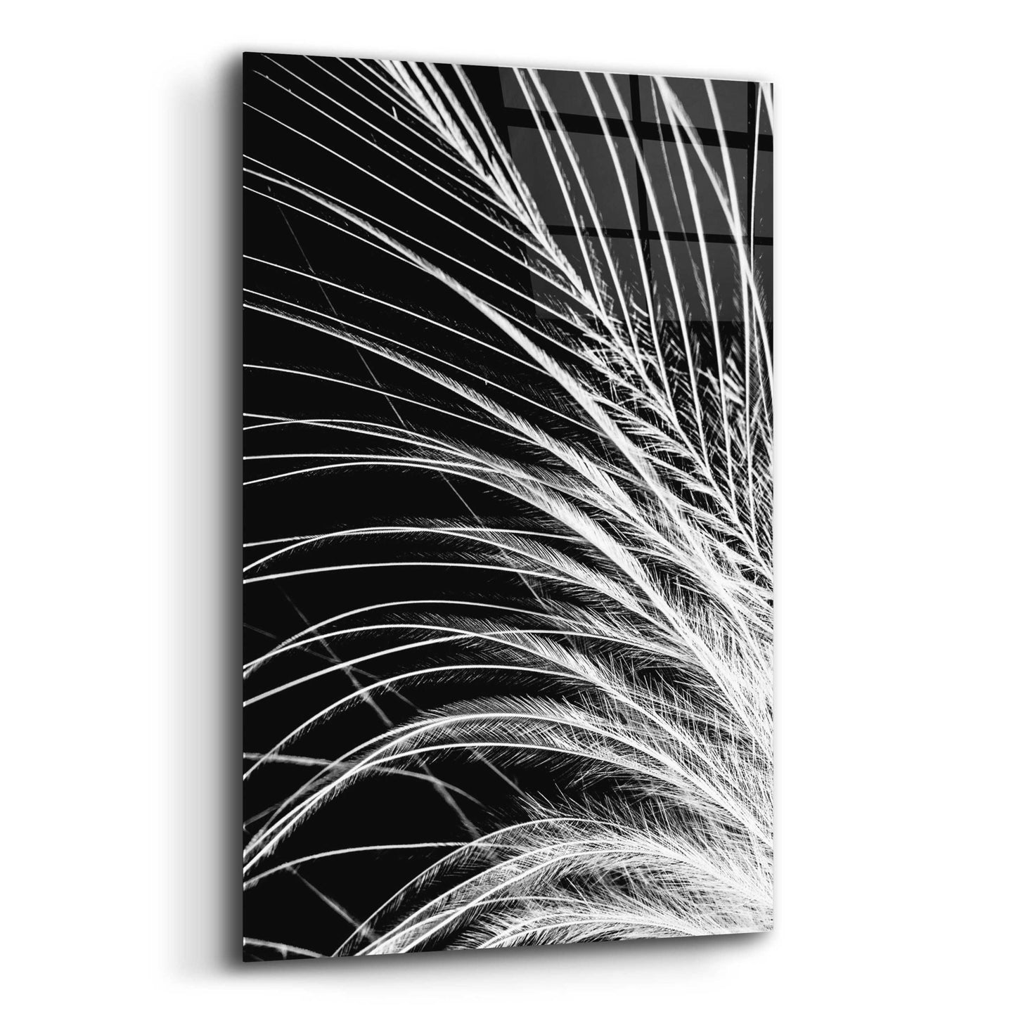 Epic Art 'White Feather' by Incado, Acrylic Glass Wall Art,12x16