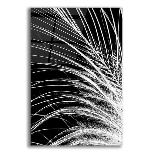 Epic Art 'White Feather' by Incado, Acrylic Glass Wall Art