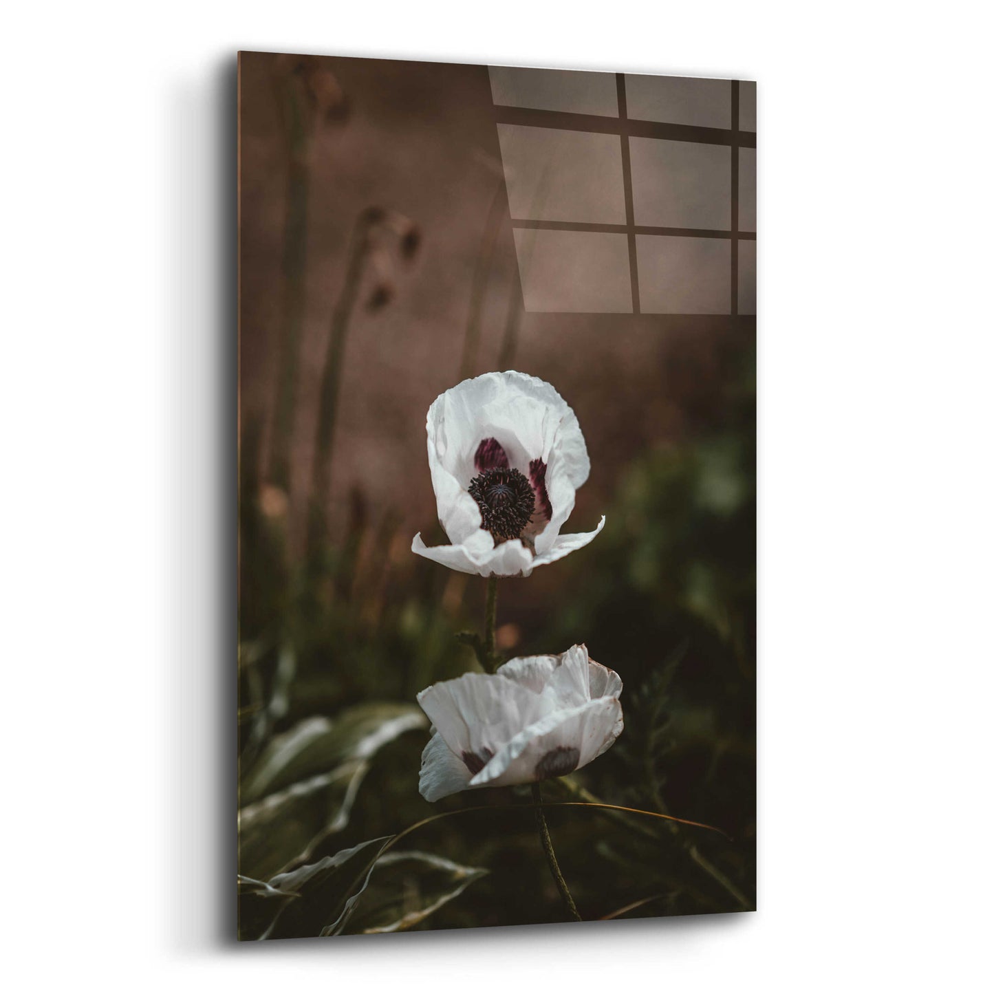 Epic Art 'White Poppies' by Incado, Acrylic Glass Wall Art,12x16