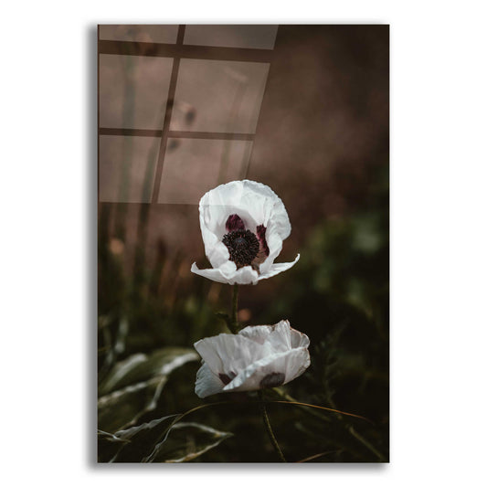 Epic Art 'White Poppies' by Incado, Acrylic Glass Wall Art