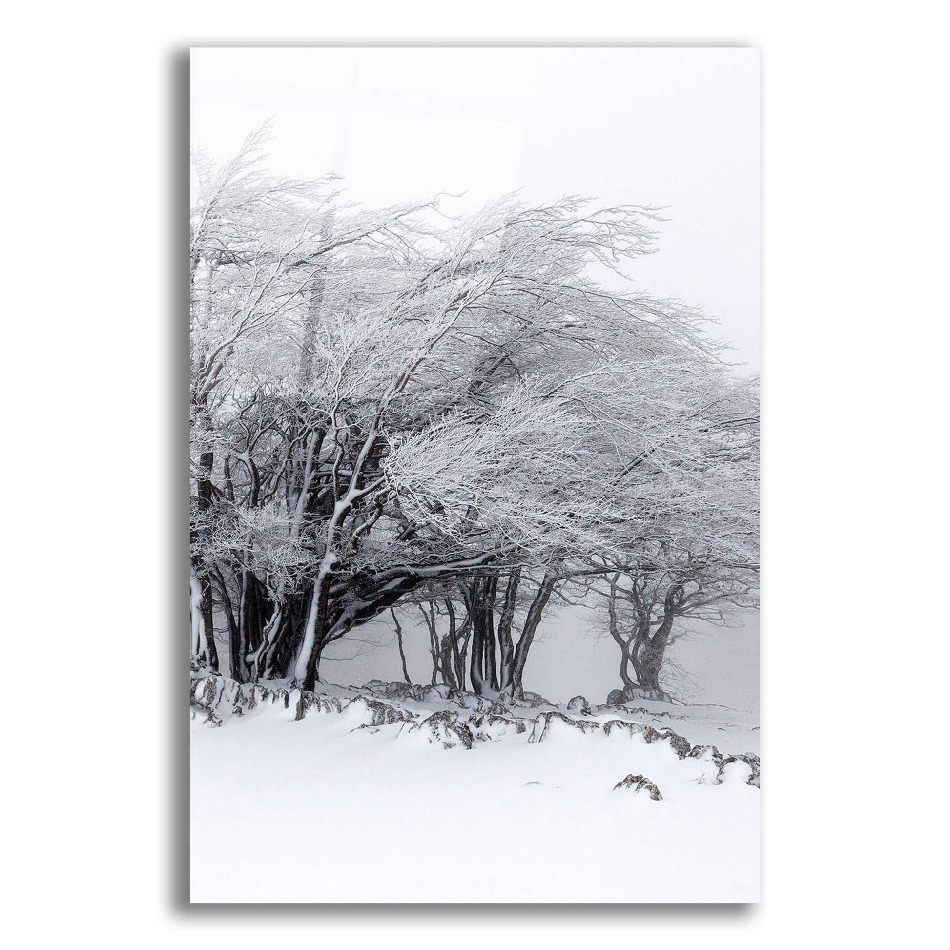 Epic Art 'Winter Storm' by Incado, Acrylic Glass Wall Art