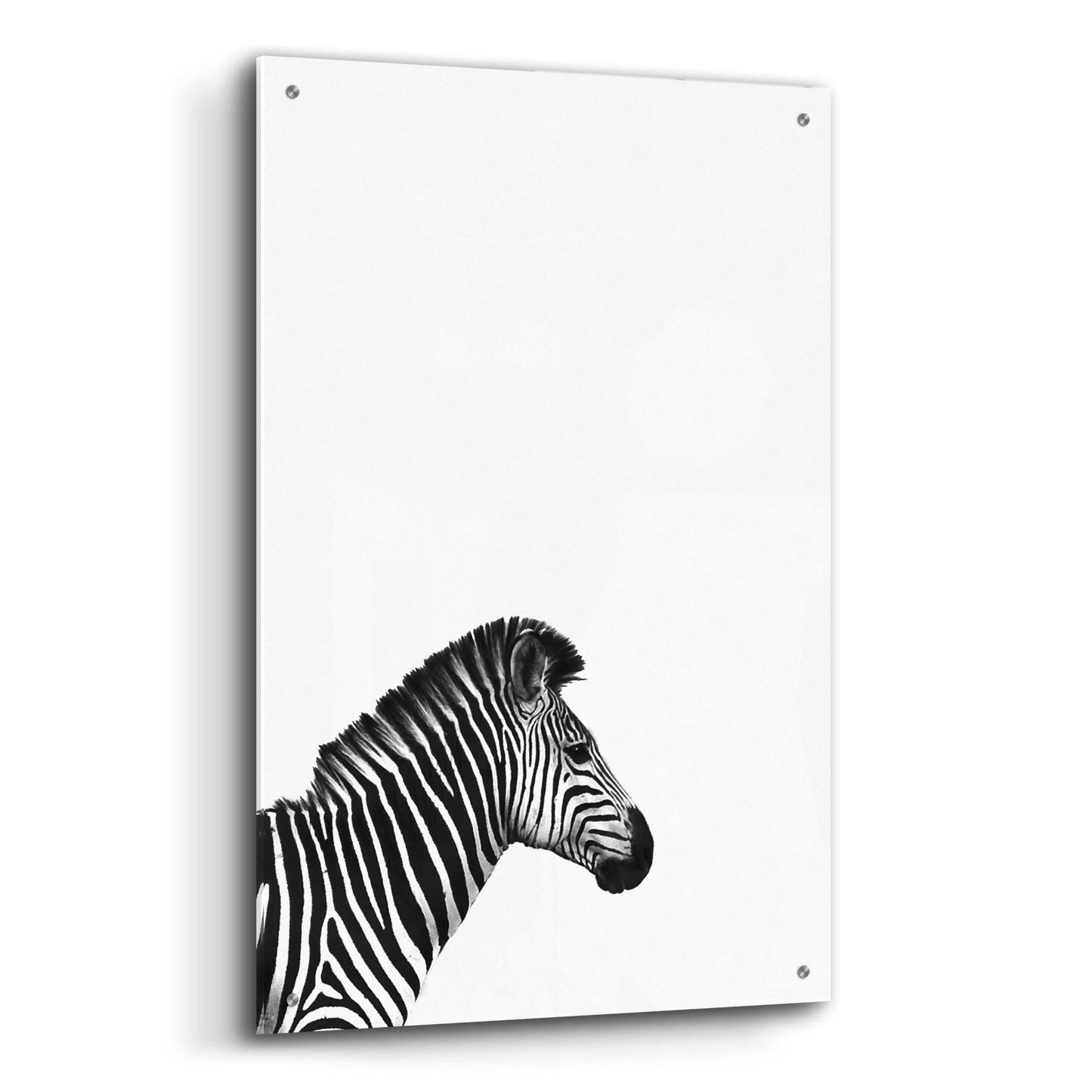 Epic Art 'Zebra 2' by Incado, Acrylic Glass Wall Art,24x36