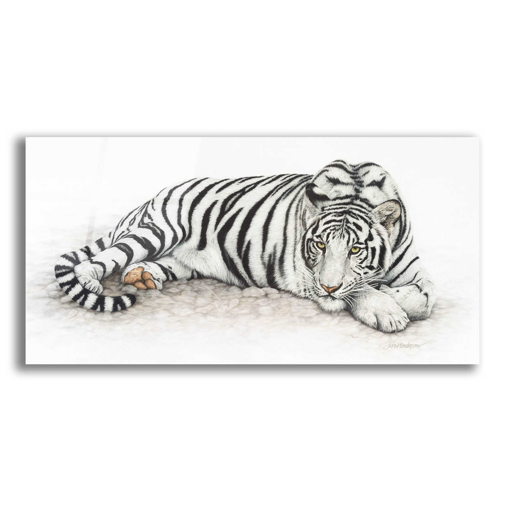 Epic Art 'Siberian Tiger' by Jan Henderson, Acrylic Glass Wall Art,24x12