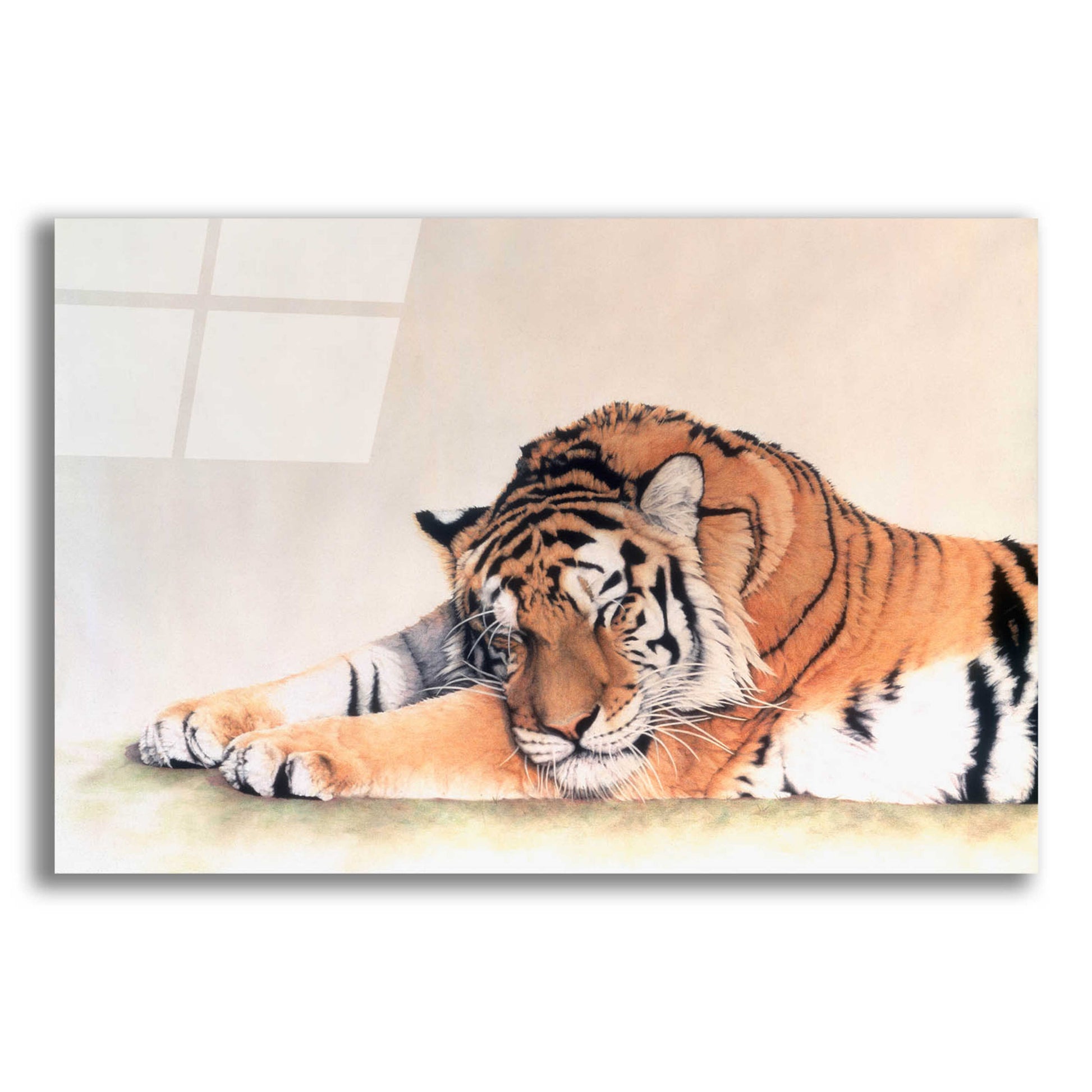 Epic Art 'Sleeping Tiger' by Jan Henderson, Acrylic Glass Wall Art,16x12