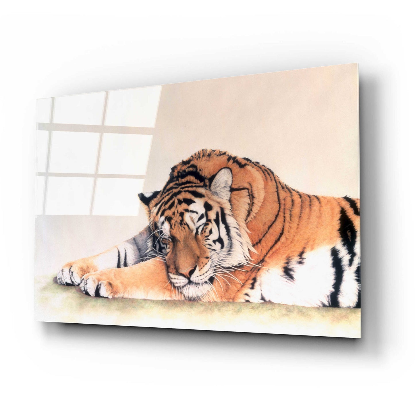 Epic Art 'Sleeping Tiger' by Jan Henderson, Acrylic Glass Wall Art,24x16