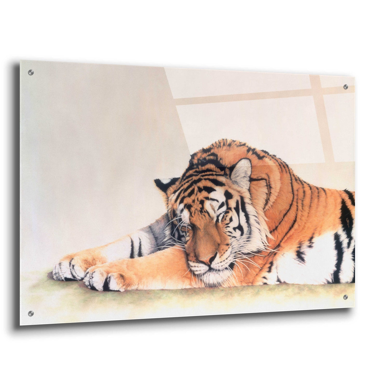 Epic Art 'Sleeping Tiger' by Jan Henderson, Acrylic Glass Wall Art,36x24