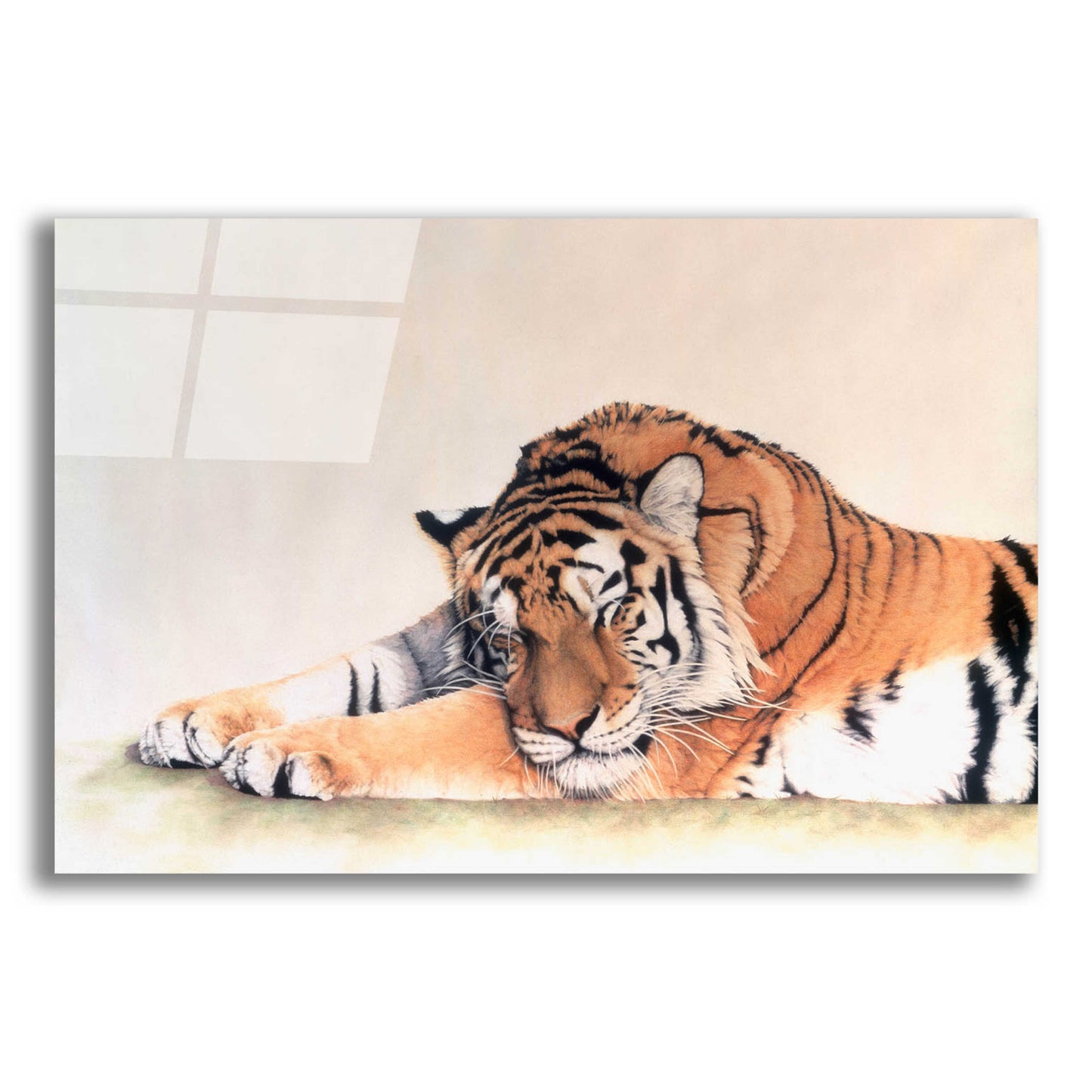 Epic Art 'Sleeping Tiger' by Jan Henderson, Acrylic Glass Wall Art