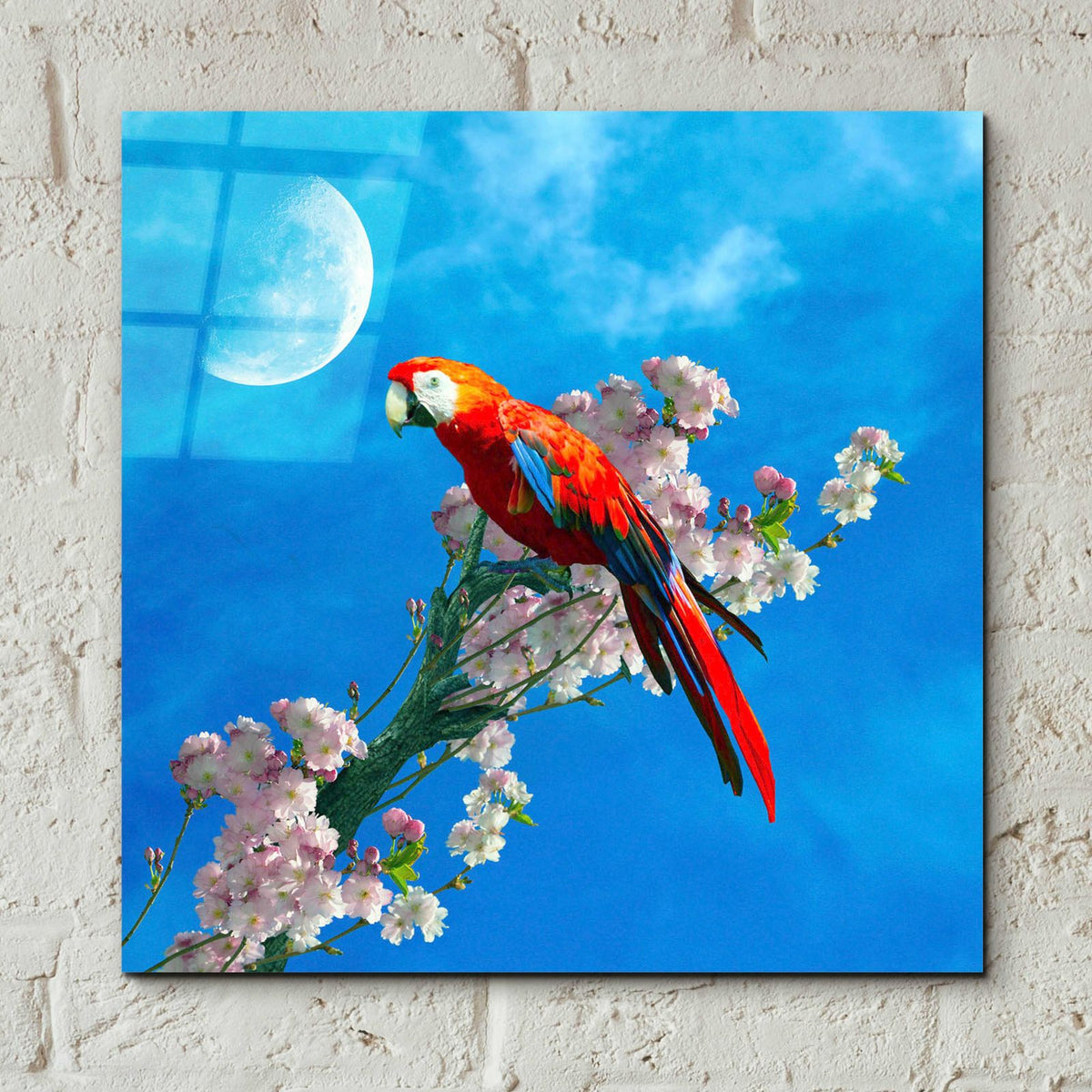 Red Parrot by Ata Alishahi - 12x12 acrylic wall art in a room