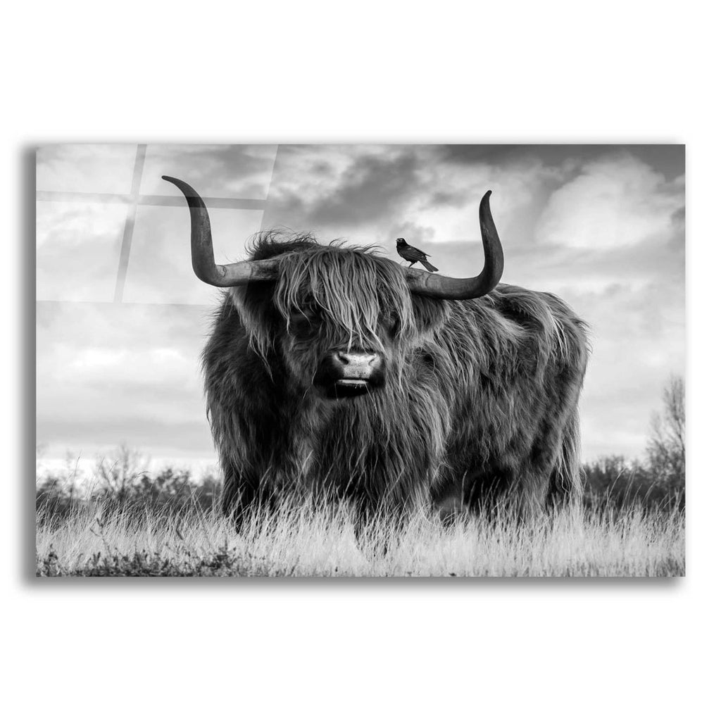 A Bull by Ata Alishahi acrylic glass wall art