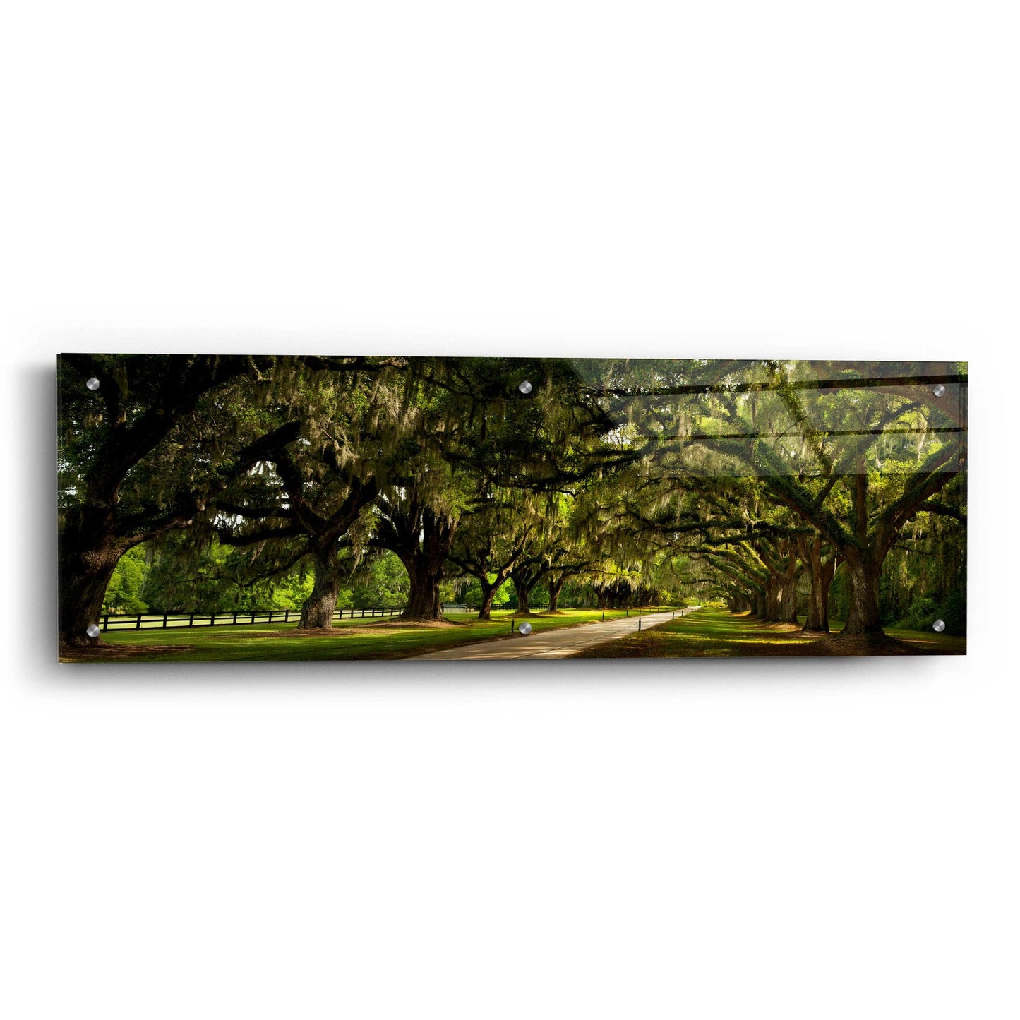 Epic Art 'Southern Canopy' by Natalie Mikaels, Acrylic Glass Wall Art,36x12