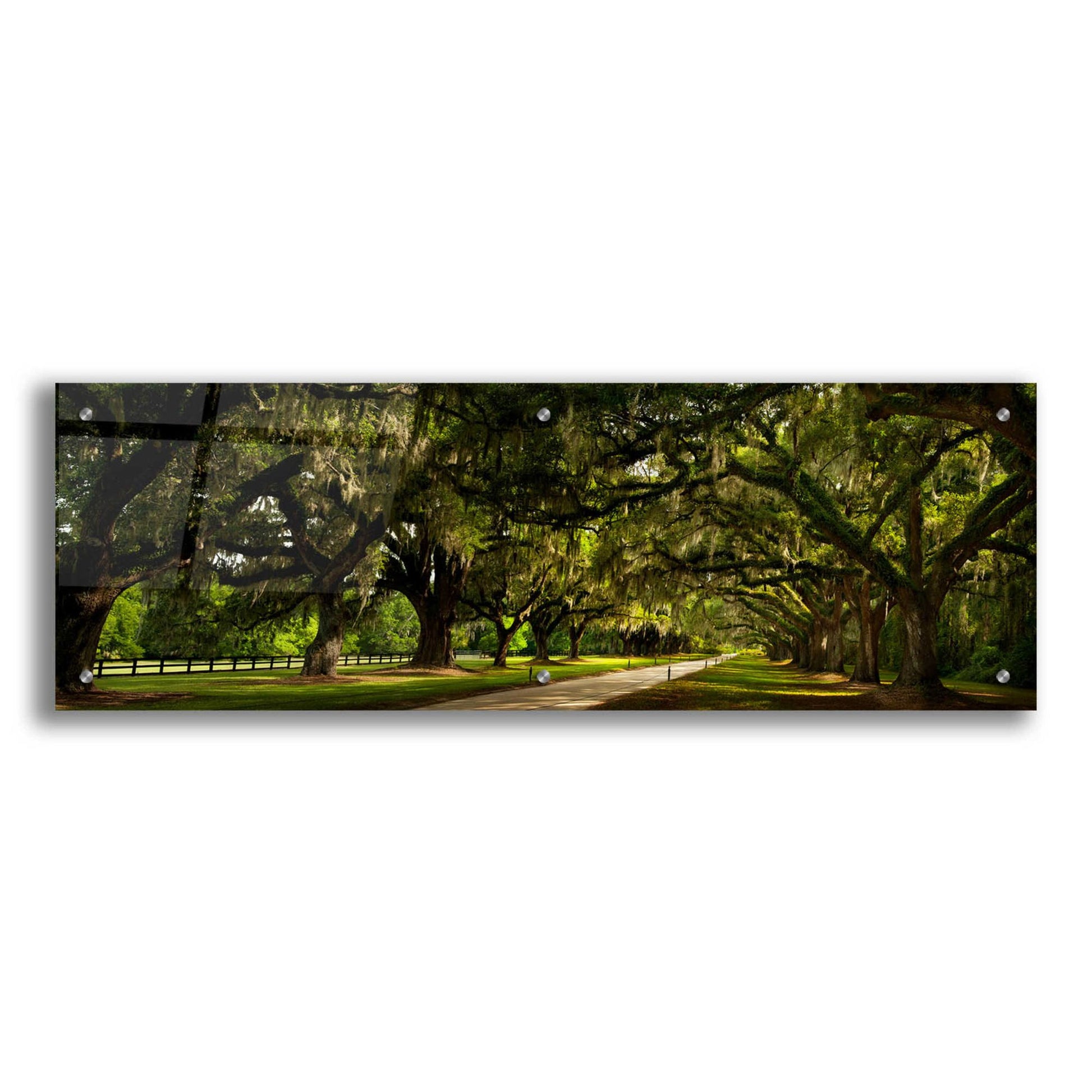 Epic Art 'Southern Canopy' by Natalie Mikaels, Acrylic Glass Wall Art,36x12