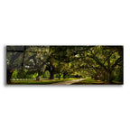Epic Art 'Southern Canopy' by Natalie Mikaels, Acrylic Glass Wall Art