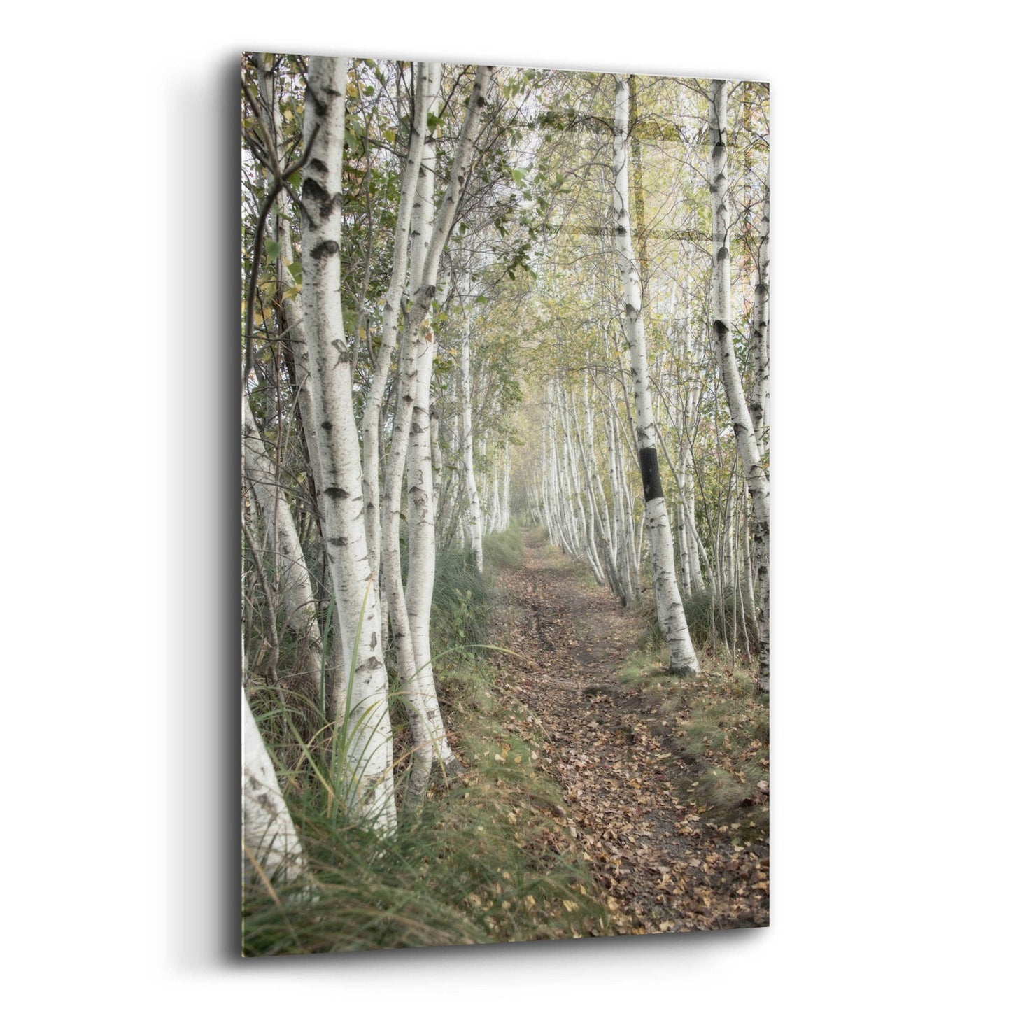 Epic Art 'Birch Trail' by Natalie Mikaels, Acrylic Glass Wall Art,12x16