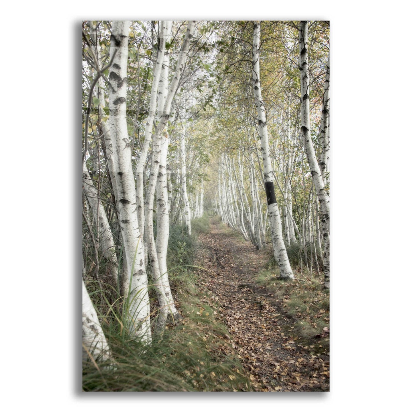 Epic Art 'Birch Trail' by Natalie Mikaels, Acrylic Glass Wall Art,12x16