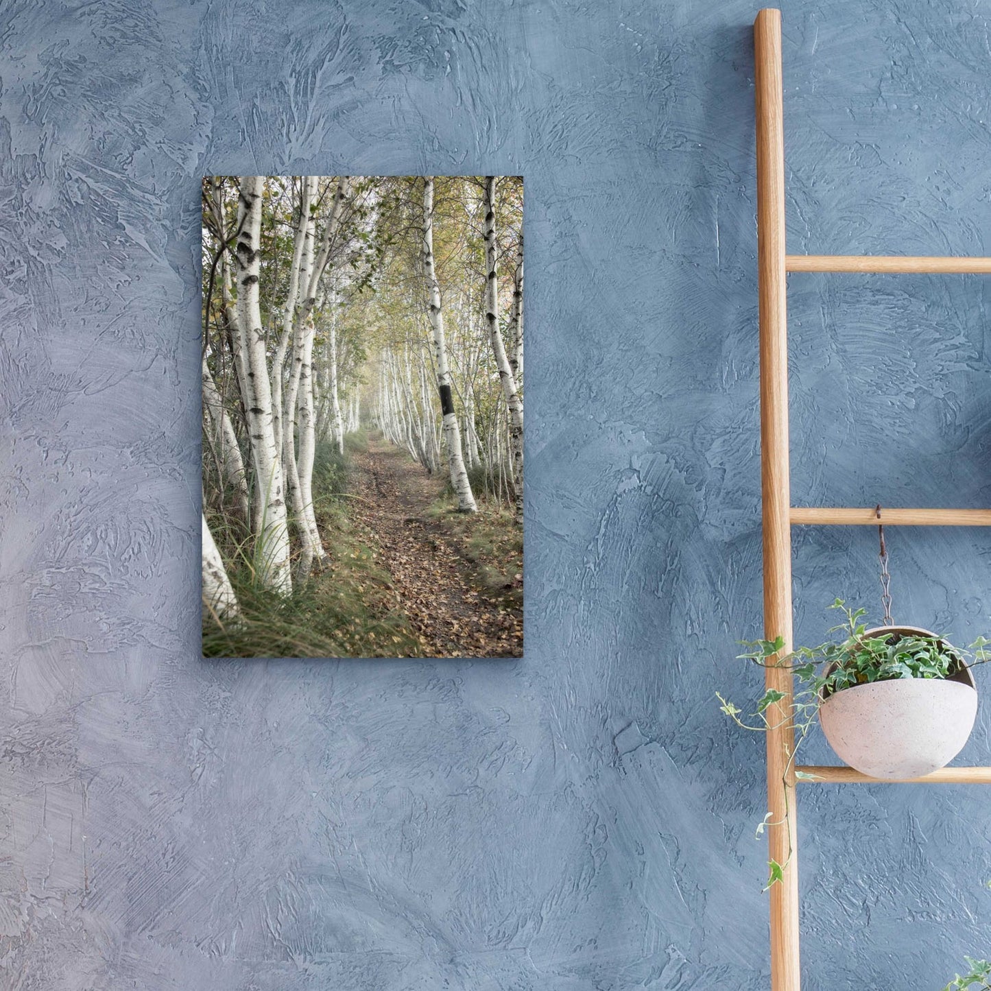 Epic Art 'Birch Trail' by Natalie Mikaels, Acrylic Glass Wall Art,16x24