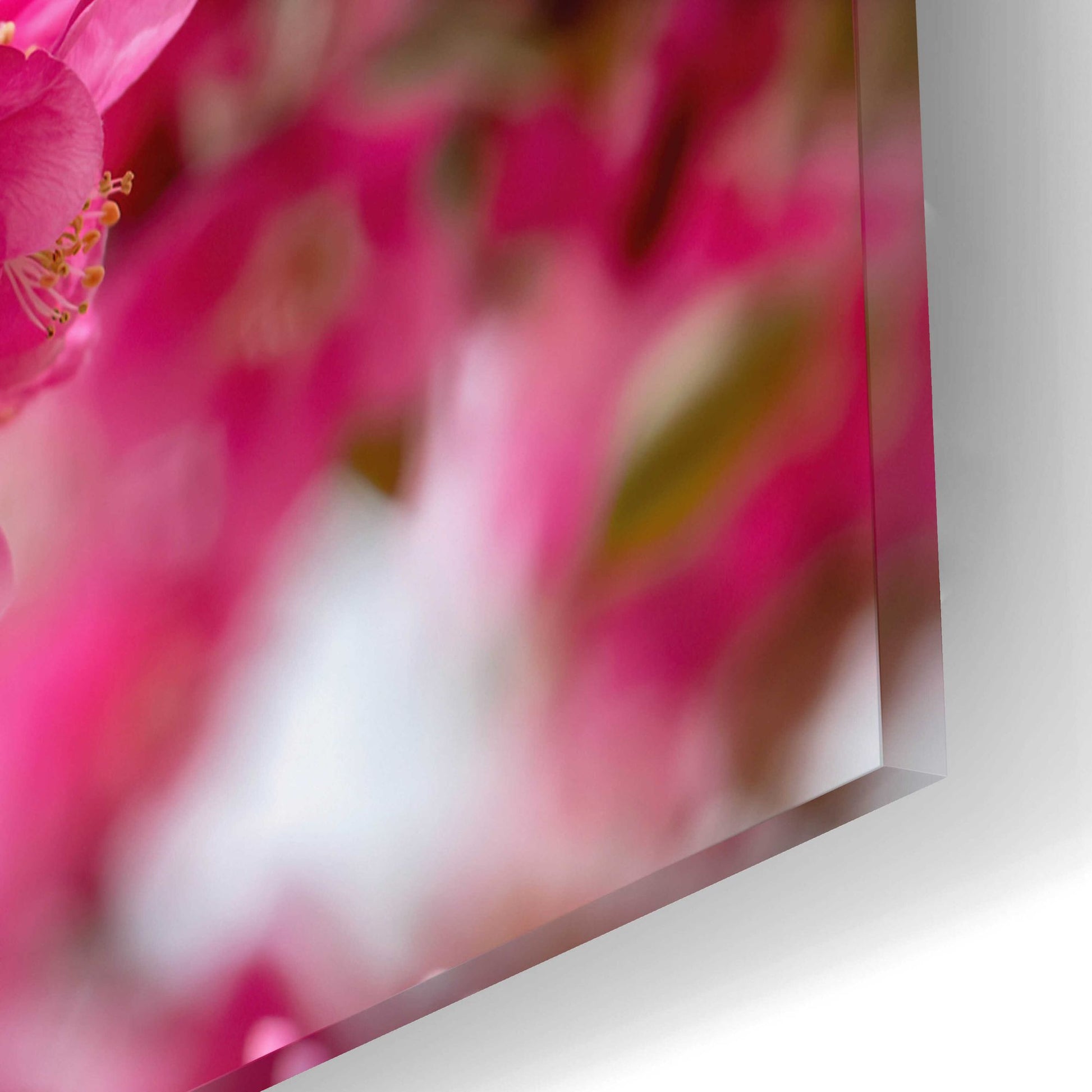 Epic Art 'Pink Floral' by Epic Portfolio, Acrylic Glass Wall Art,16x12