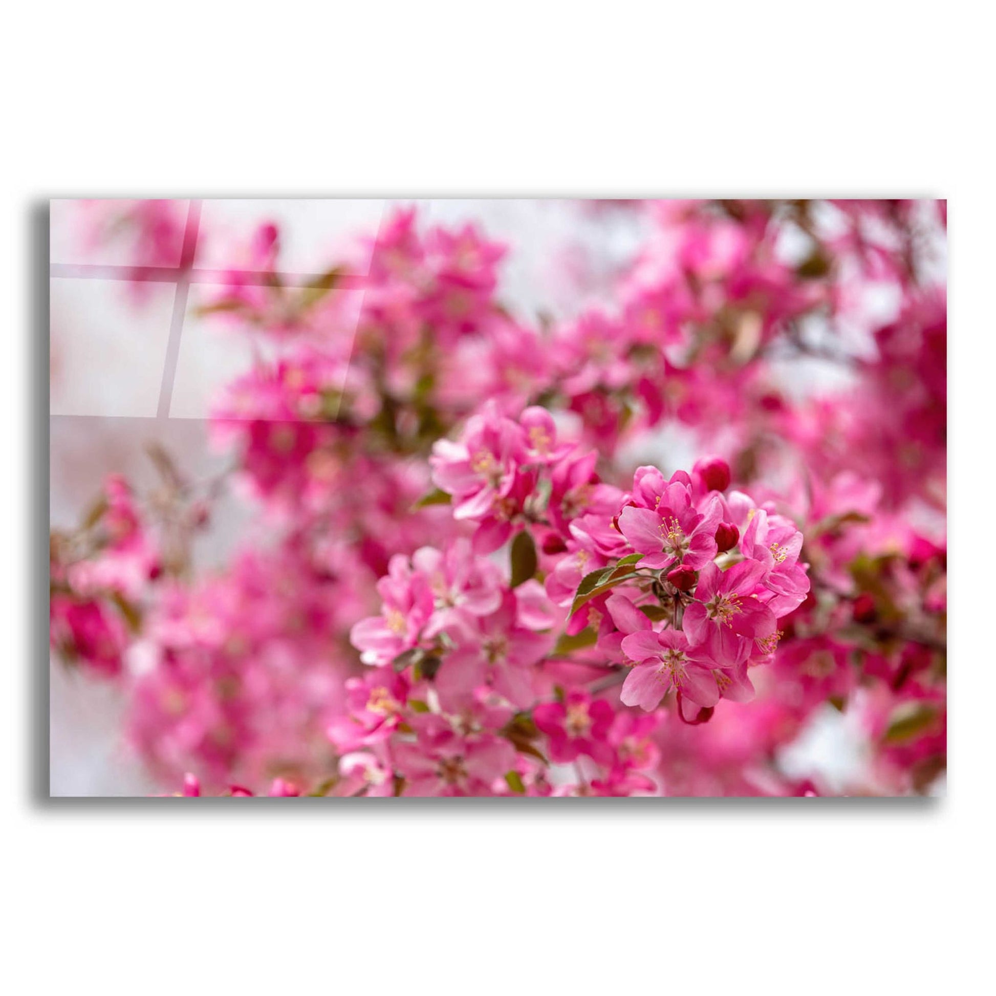 Epic Art 'Pink Floral' by Epic Portfolio, Acrylic Glass Wall Art,16x12