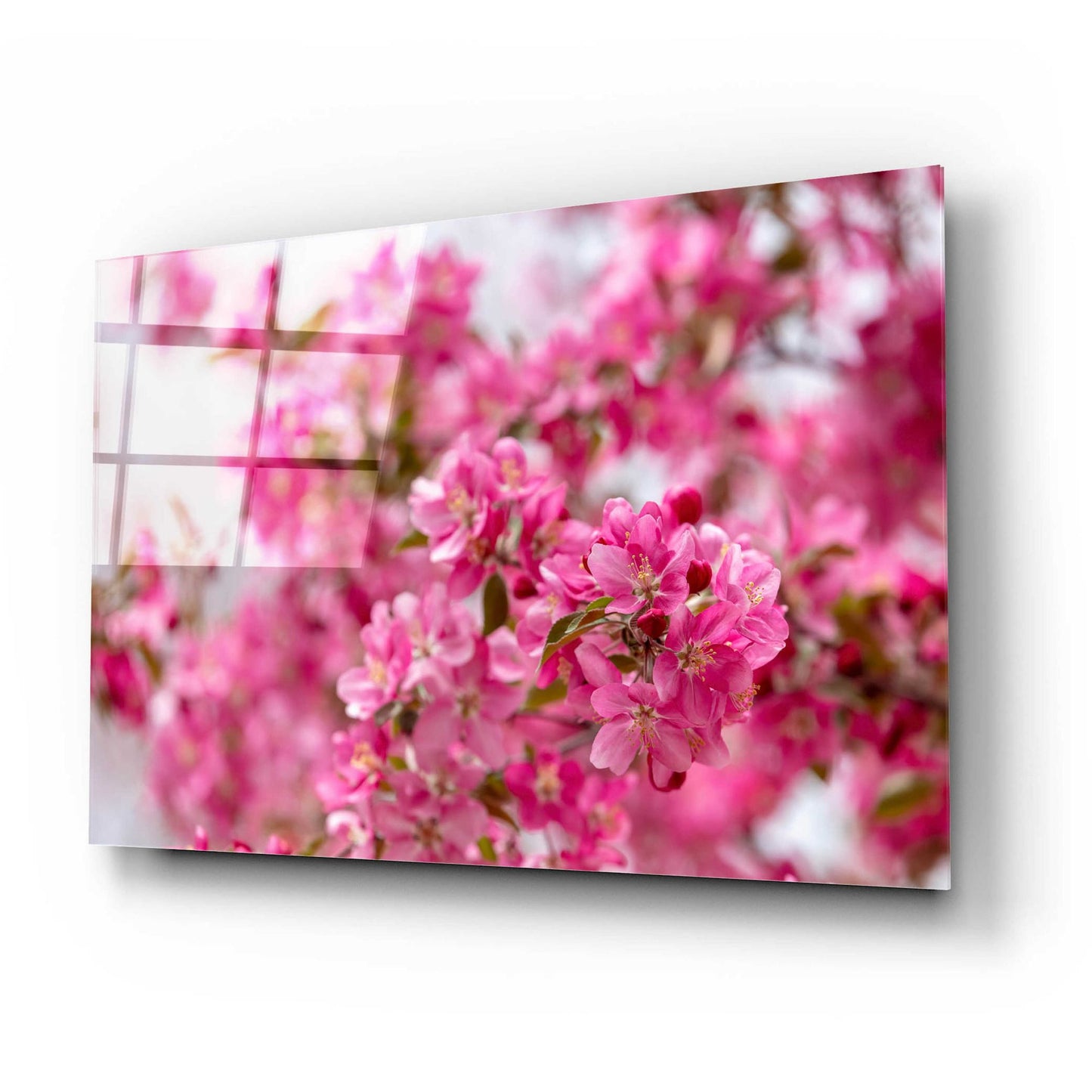 Epic Art 'Pink Floral' by Epic Portfolio, Acrylic Glass Wall Art,24x16