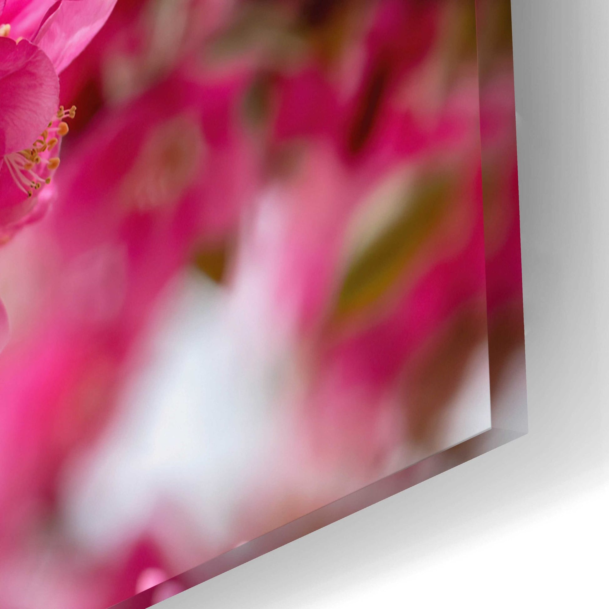 Epic Art 'Pink Floral' by Epic Portfolio, Acrylic Glass Wall Art,24x16