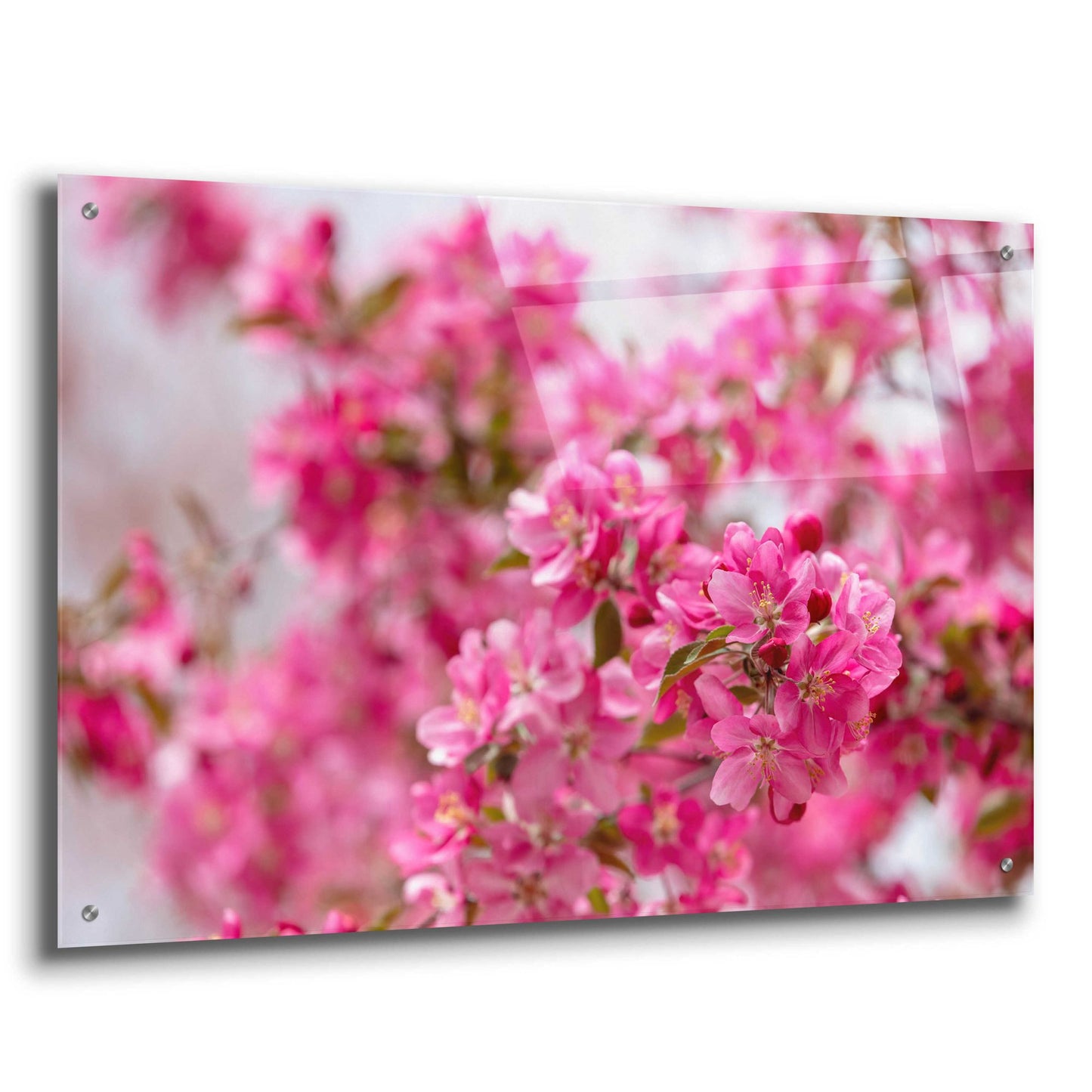 Epic Art 'Pink Floral' by Epic Portfolio, Acrylic Glass Wall Art,36x24