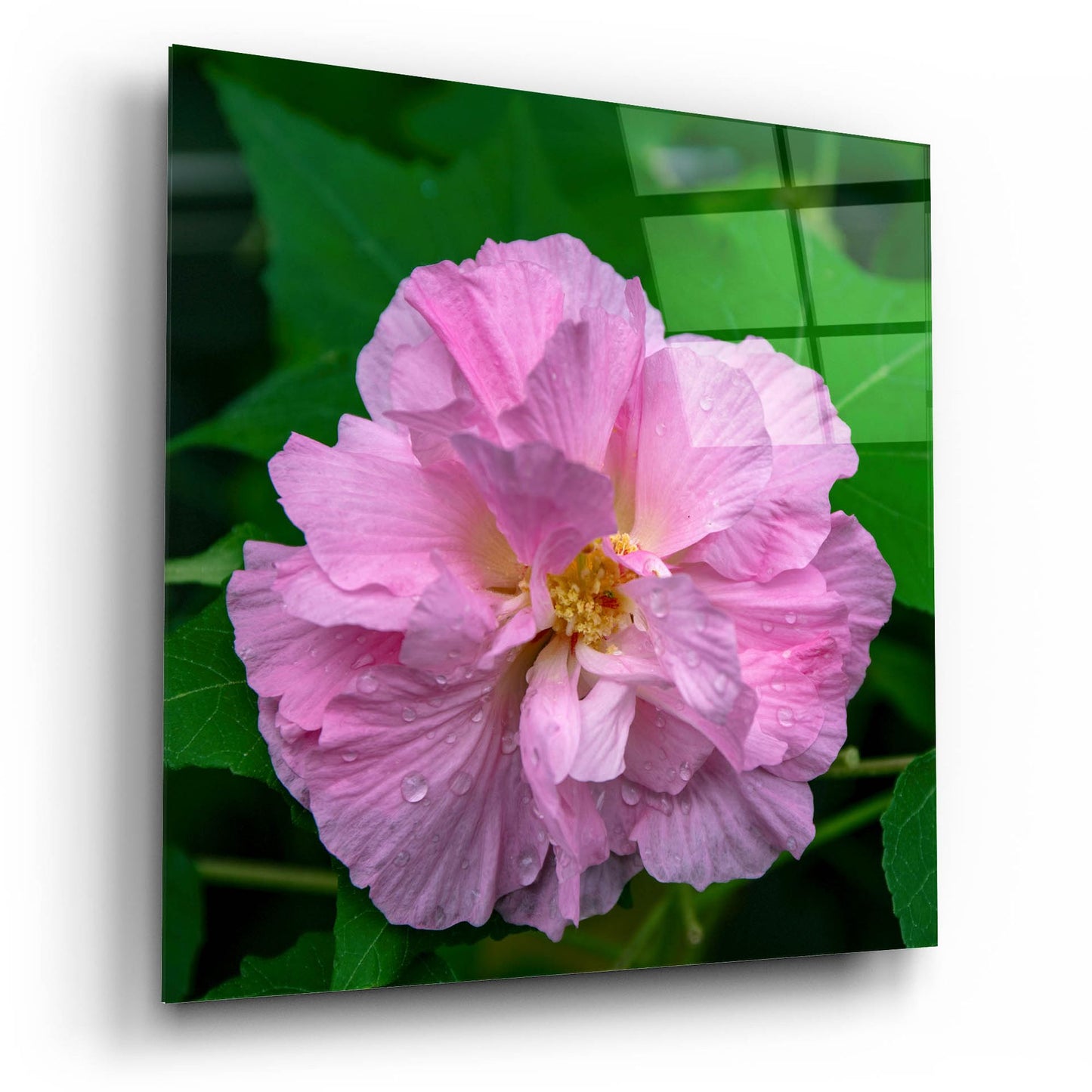 Epic Art 'Flower' by Epic Portfolio, Acrylic Glass Wall Art,12x12