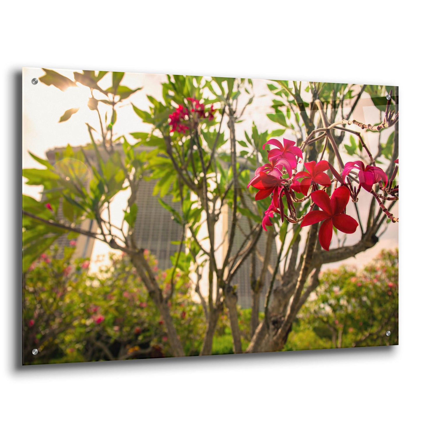 Epic Art 'Singapore Flower' by Epic Portfolio, Acrylic Glass Wall Art,36x24