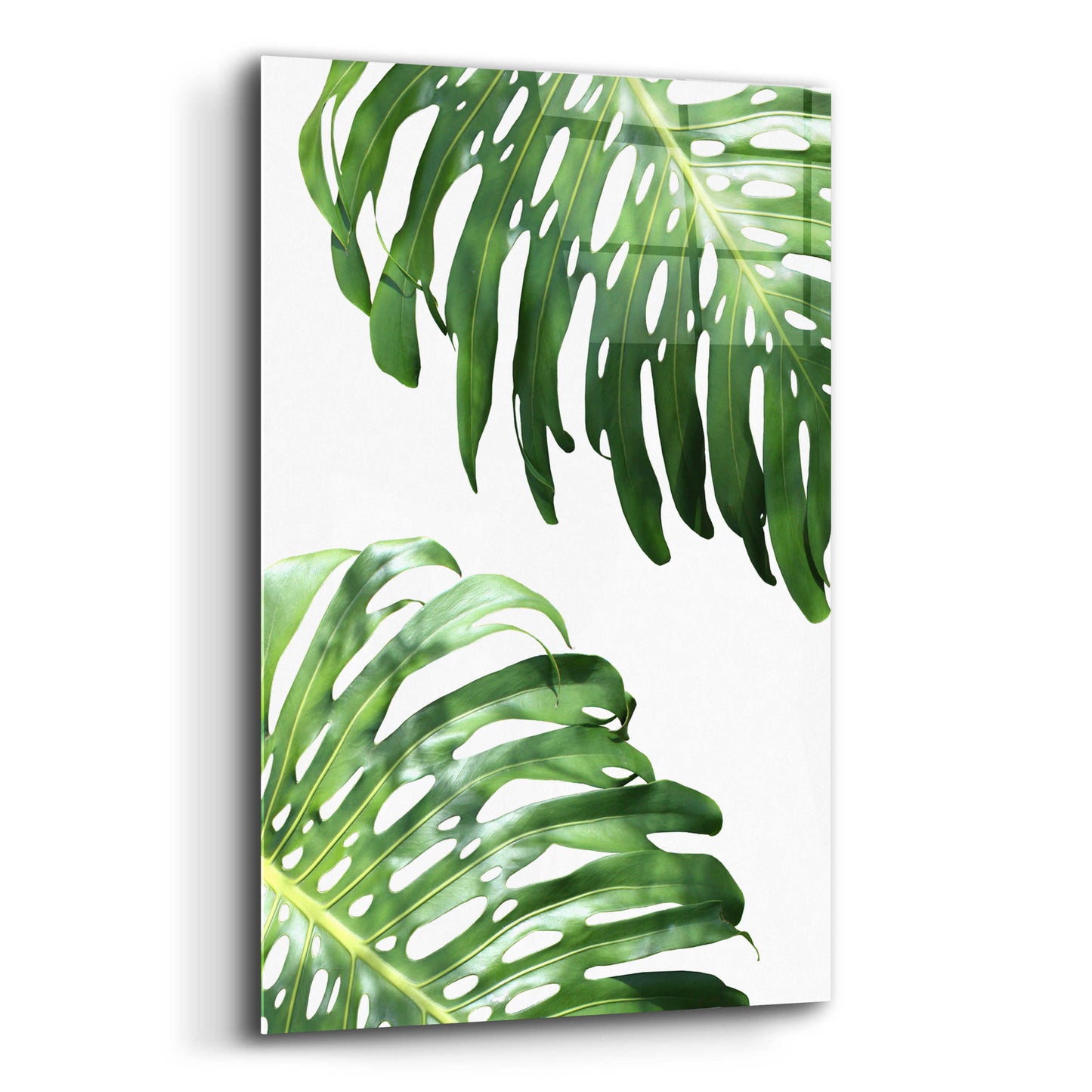 Epic Art 'Double Philodendron (color)' by Lexie Greer,12x16