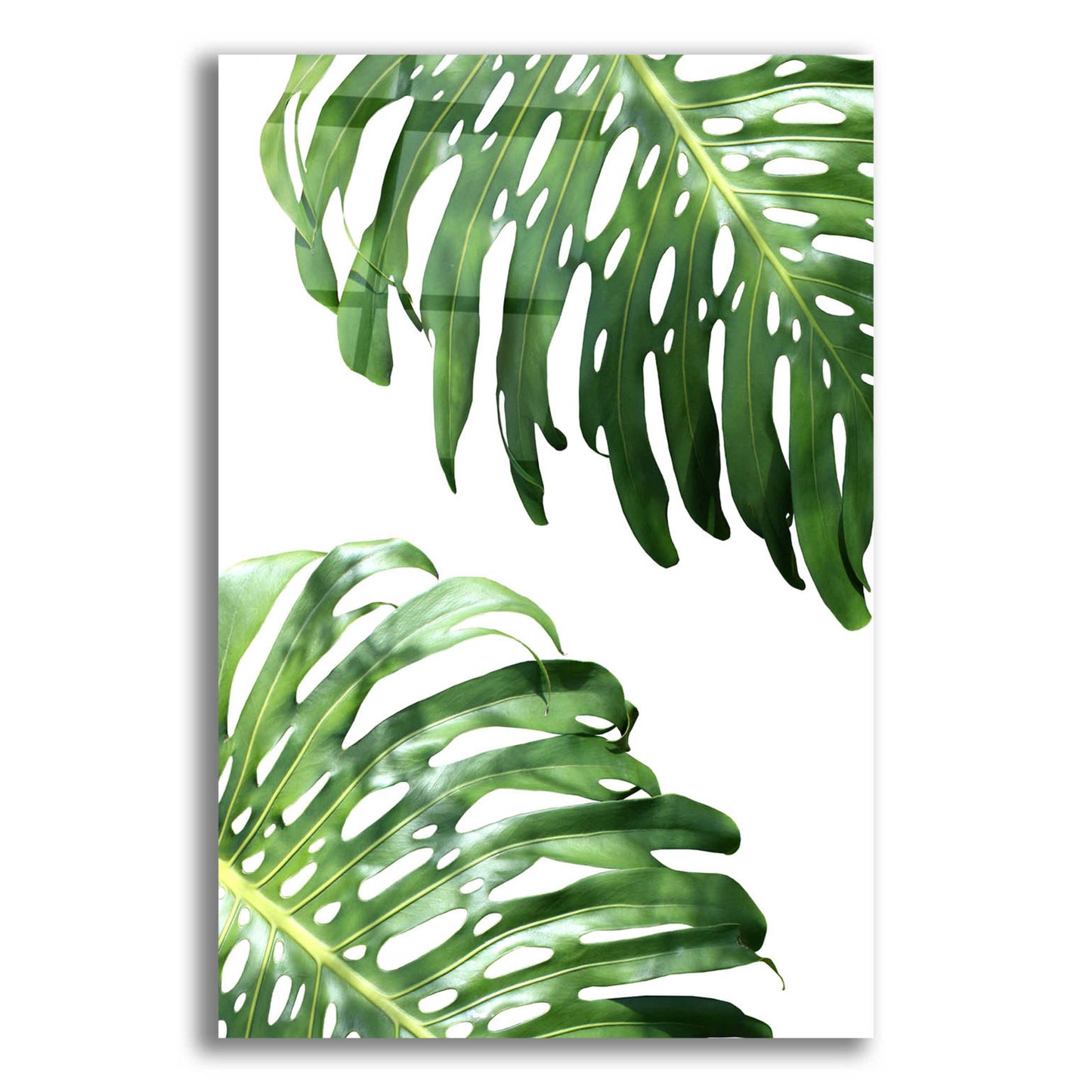 Epic Art 'Double Philodendron (color)' by Lexie Greer,12x16