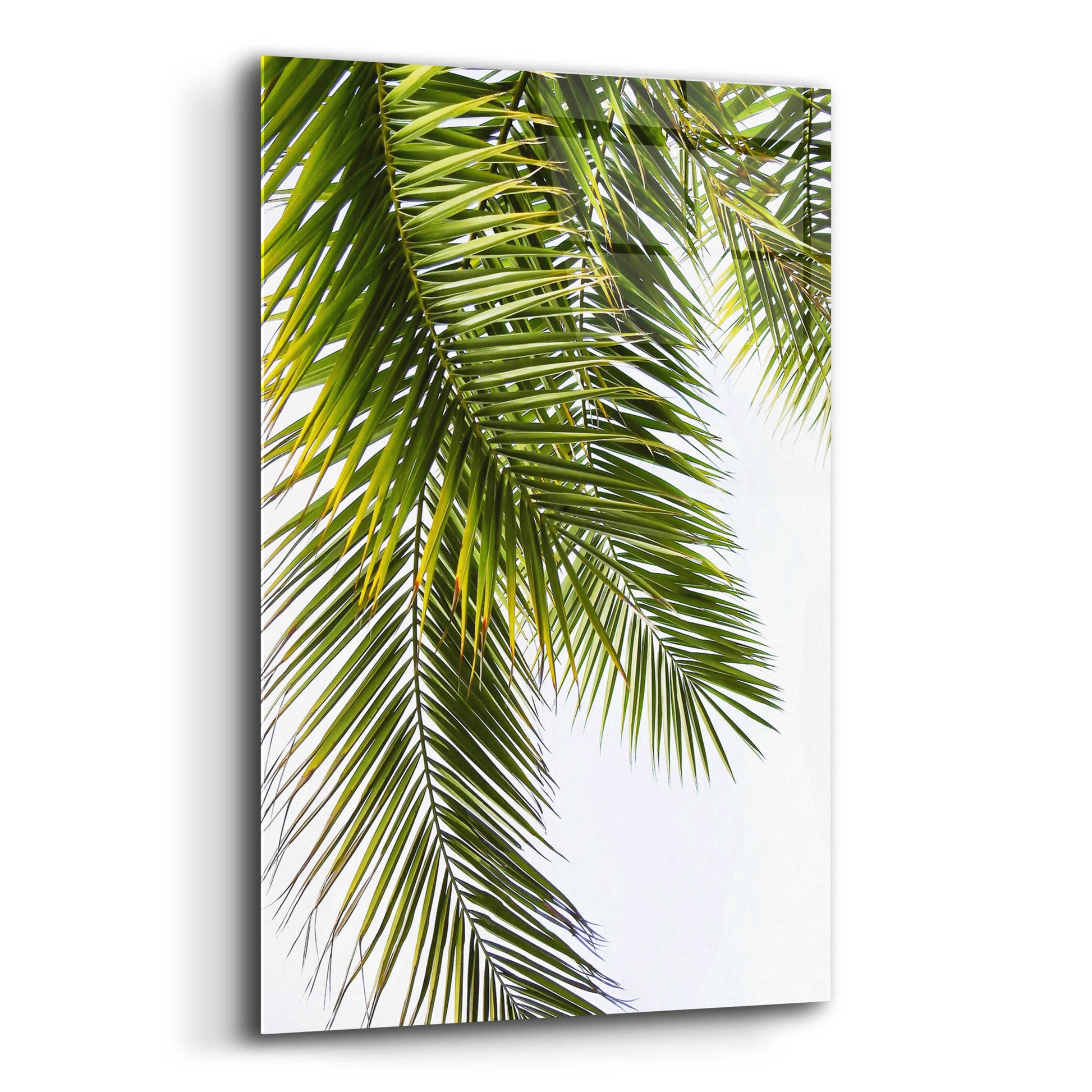 Epic Art 'Palm Leaves' by Lexie Greer,12x16