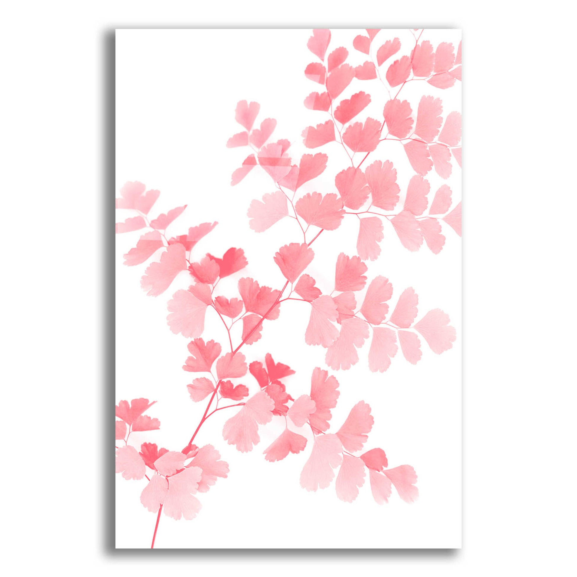 Epic Art 'Pink Maidenhair' by Lexie Greer,12x16