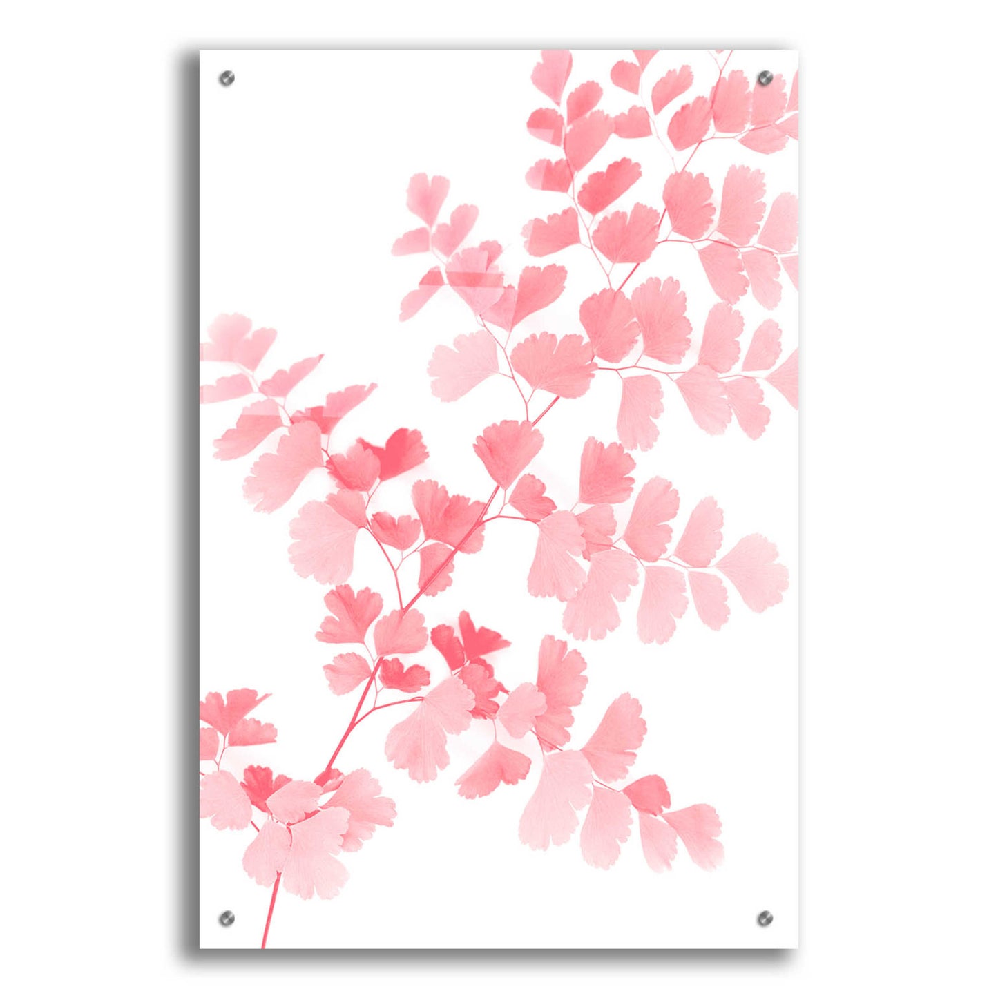 Epic Art 'Pink Maidenhair' by Lexie Greer,24x36