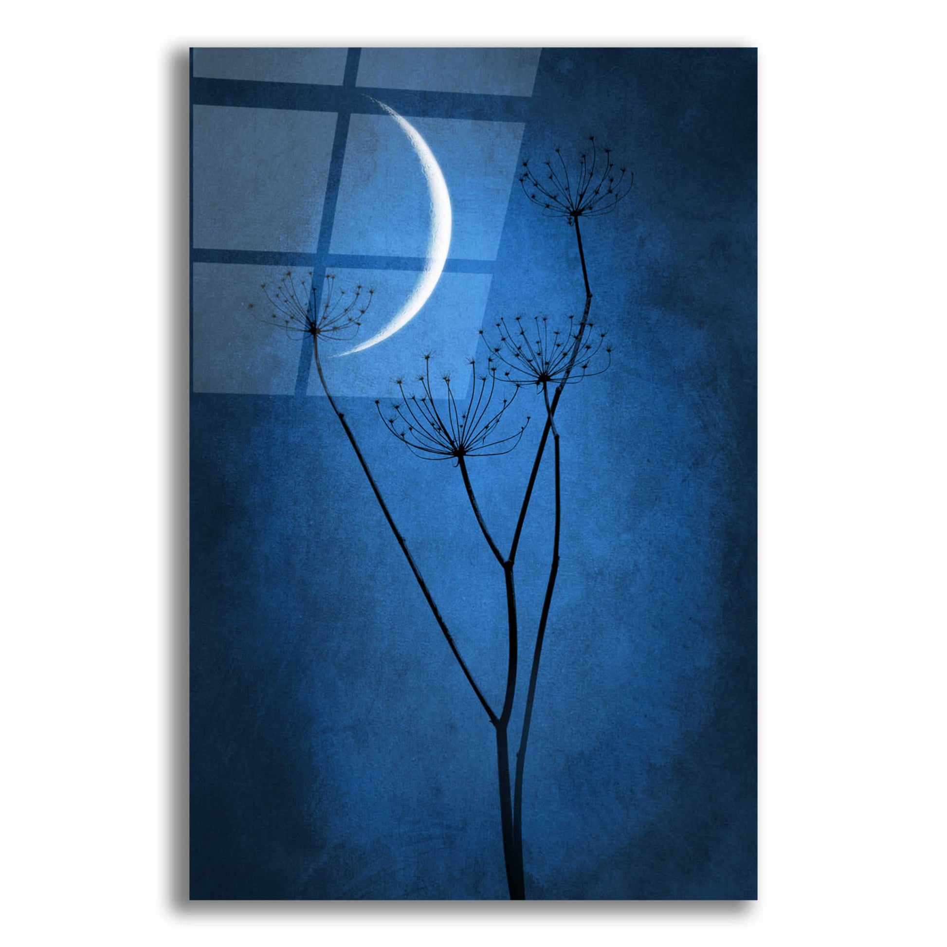 Epic Art 'Blue Crescent Moon' by Philippe Sainte-Laudy, Acrylic Glass Wall Art,16x24