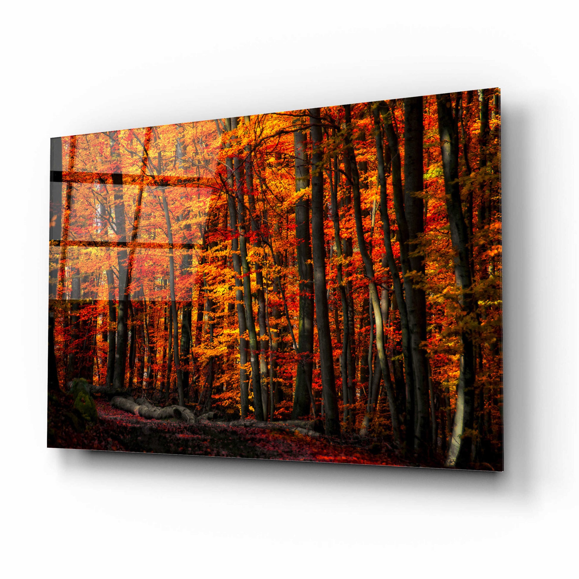 Epic Art 'Forest Density' by Philippe Sainte-Laudy, Acrylic Glass Wall Art,16x12