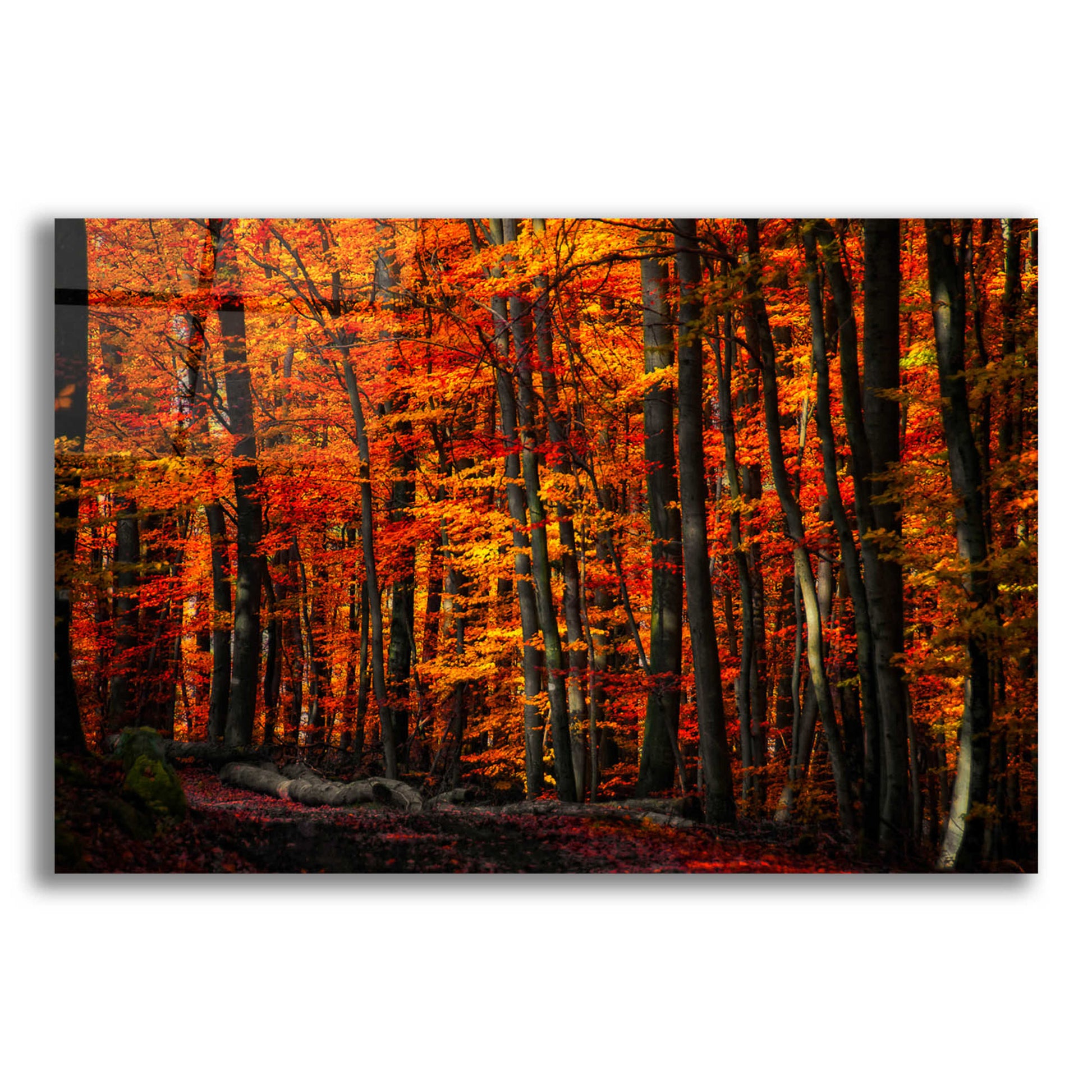 Epic Art 'Forest Density' by Philippe Sainte-Laudy, Acrylic Glass Wall Art,16x12